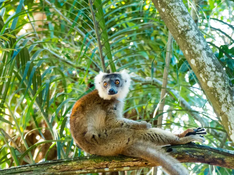 Hautnahe Begegnung mit einem neugierigen Lemuren auf einem Ast während einer Hauser Trekkingreise im Regenwald von Madagaskar.