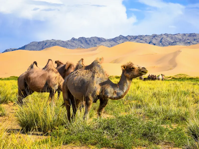 Trampeltiere auf einer grünen Wiese vor den goldenen Singenden Dünen von Khongoryn Els in der Wüste Gobi, Mongolei.