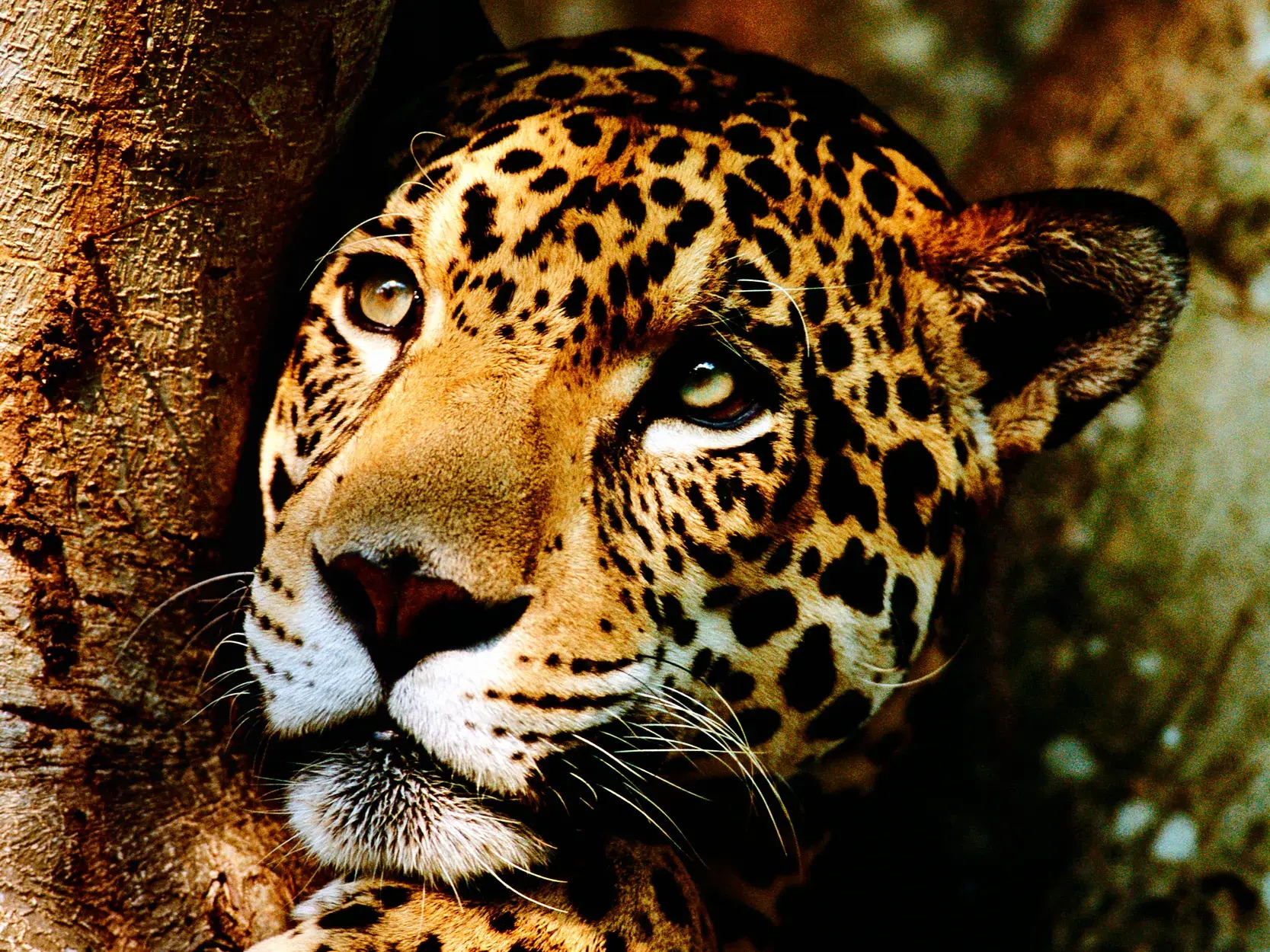 Ein majestätischer Jaguar blickt im brasilianischen Pantanal aufmerksam hinter einem dicken Baumstamm hervor.