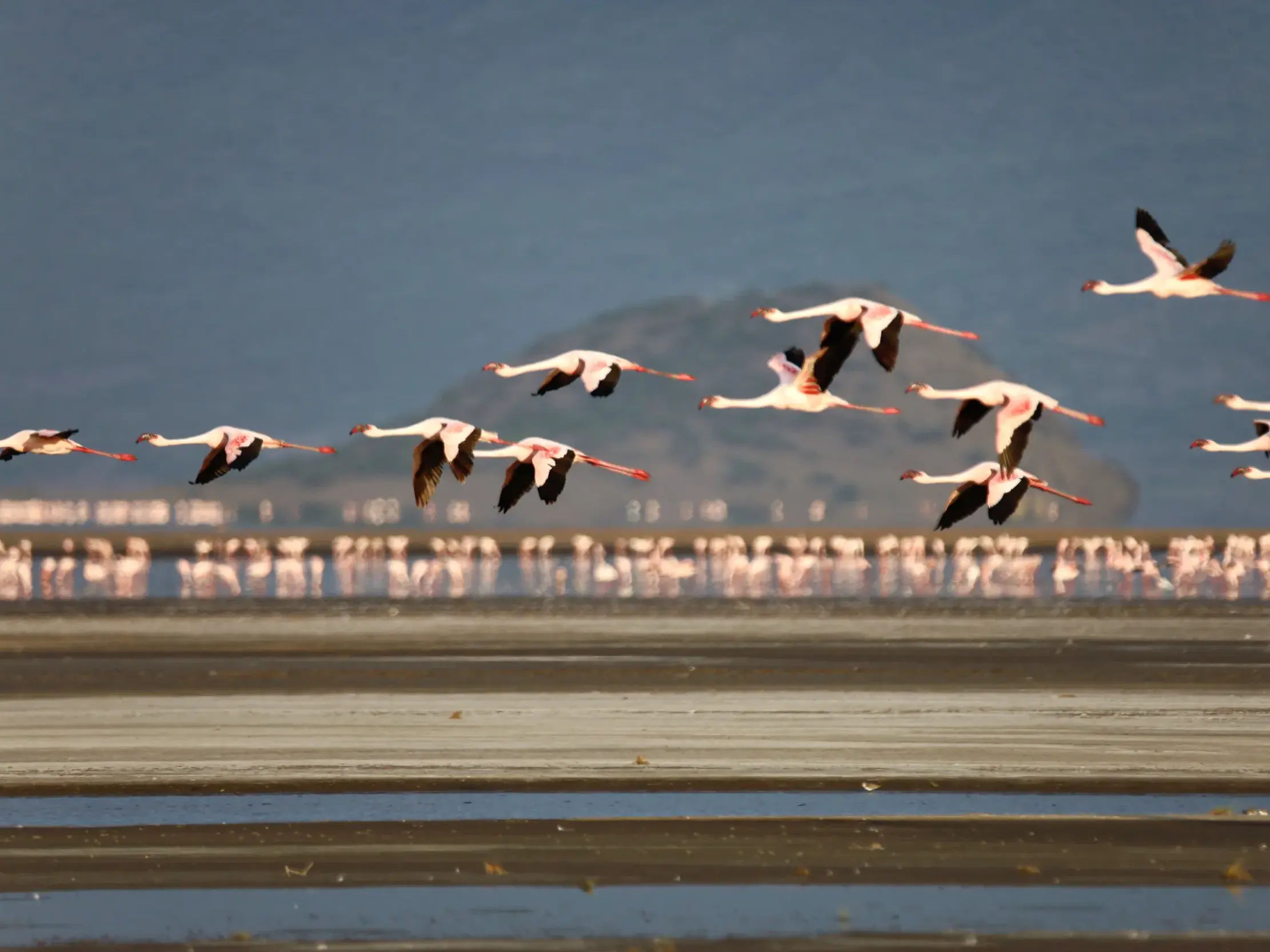 Ein großer Schwarm rosa Flamingos mit schwarzen Flügelspitzen fliegt tief über den berühmten Lake Natron in Tansania.