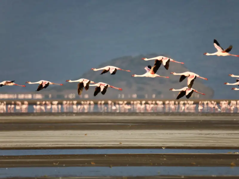Ein großer Schwarm rosa Flamingos mit schwarzen Flügelspitzen fliegt tief über den berühmten Lake Natron in Tansania.