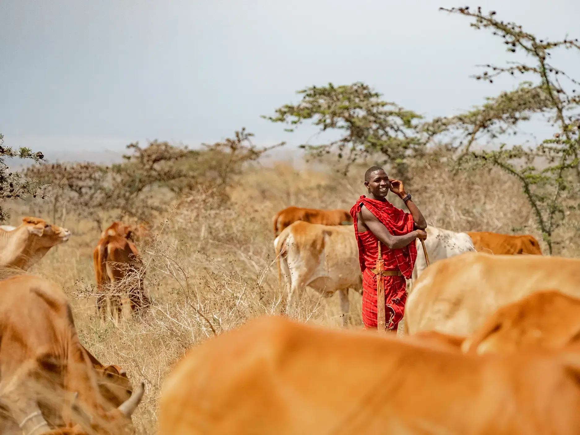 Ein lächelnder Massai-Hirte in traditioneller roter Tracht telefoniert inmitten seiner Rinderherde in der Massai-Steppe Tansanias.
