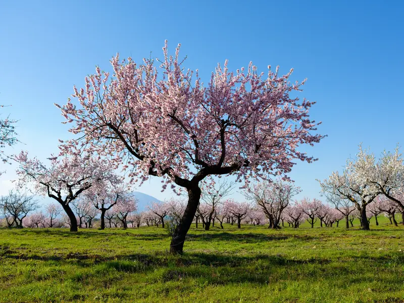 Rosa blühende Mandelbäume auf einer grünen Wiese in der Frühlingslandschaft von Andalusien