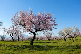 Rosa blühende Mandelbäume auf einer grünen Wiese in der Frühlingslandschaft von Andalusien