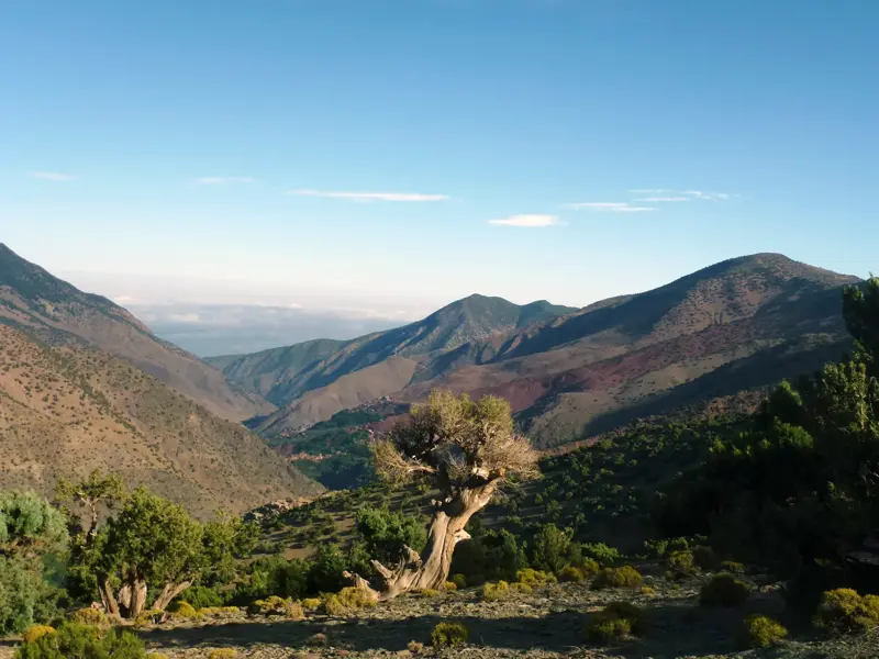Morgenlicht auf einem knorrigen Baum und Blick in ein tiefes Tal mit Berberdorf während einer Wanderung im Hohen Atlas.