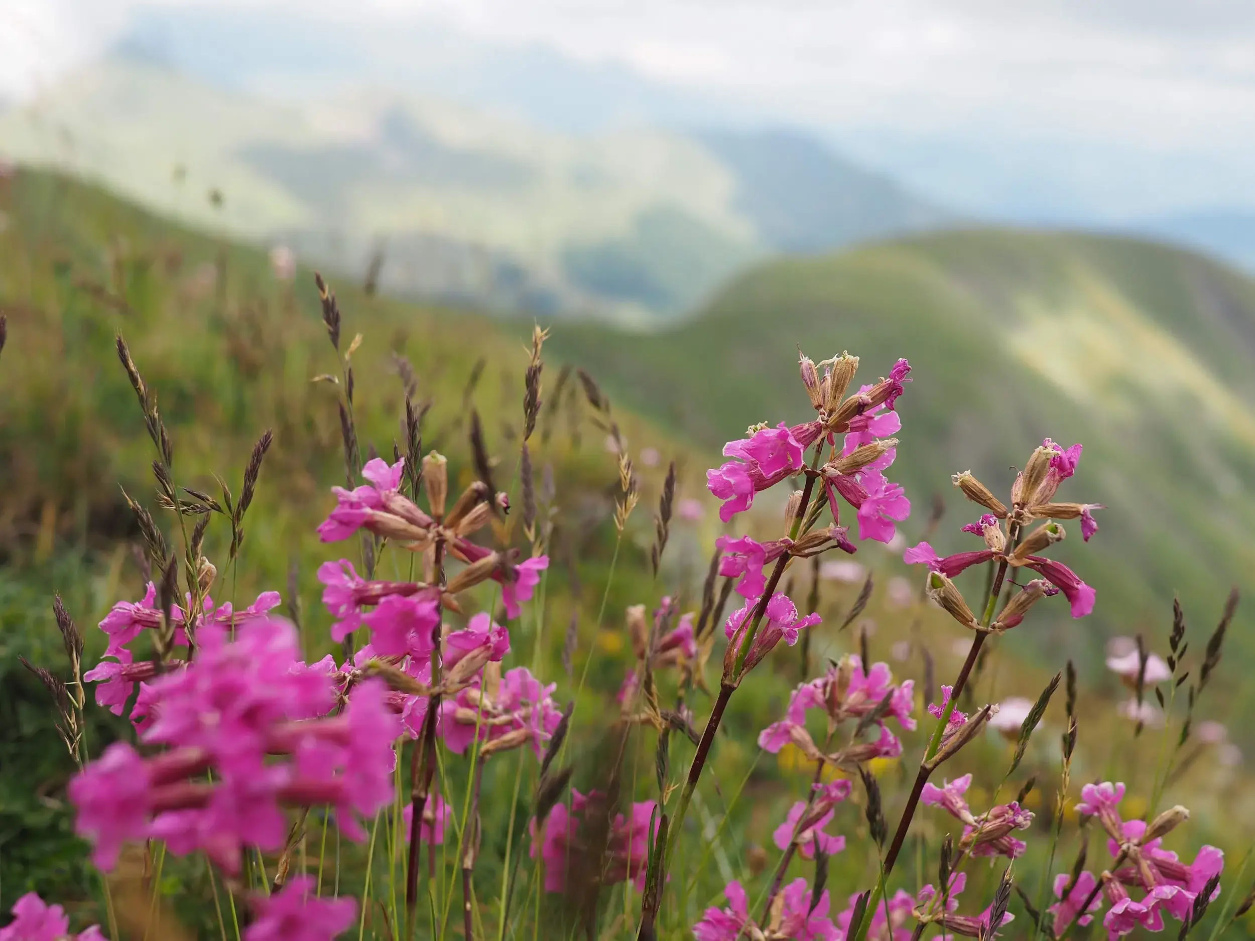 Leuchtend pinke Wildblumen auf einer Almwiese im Korab-Koritnik Naturpark vor der sanften Bergkulisse Albaniens.