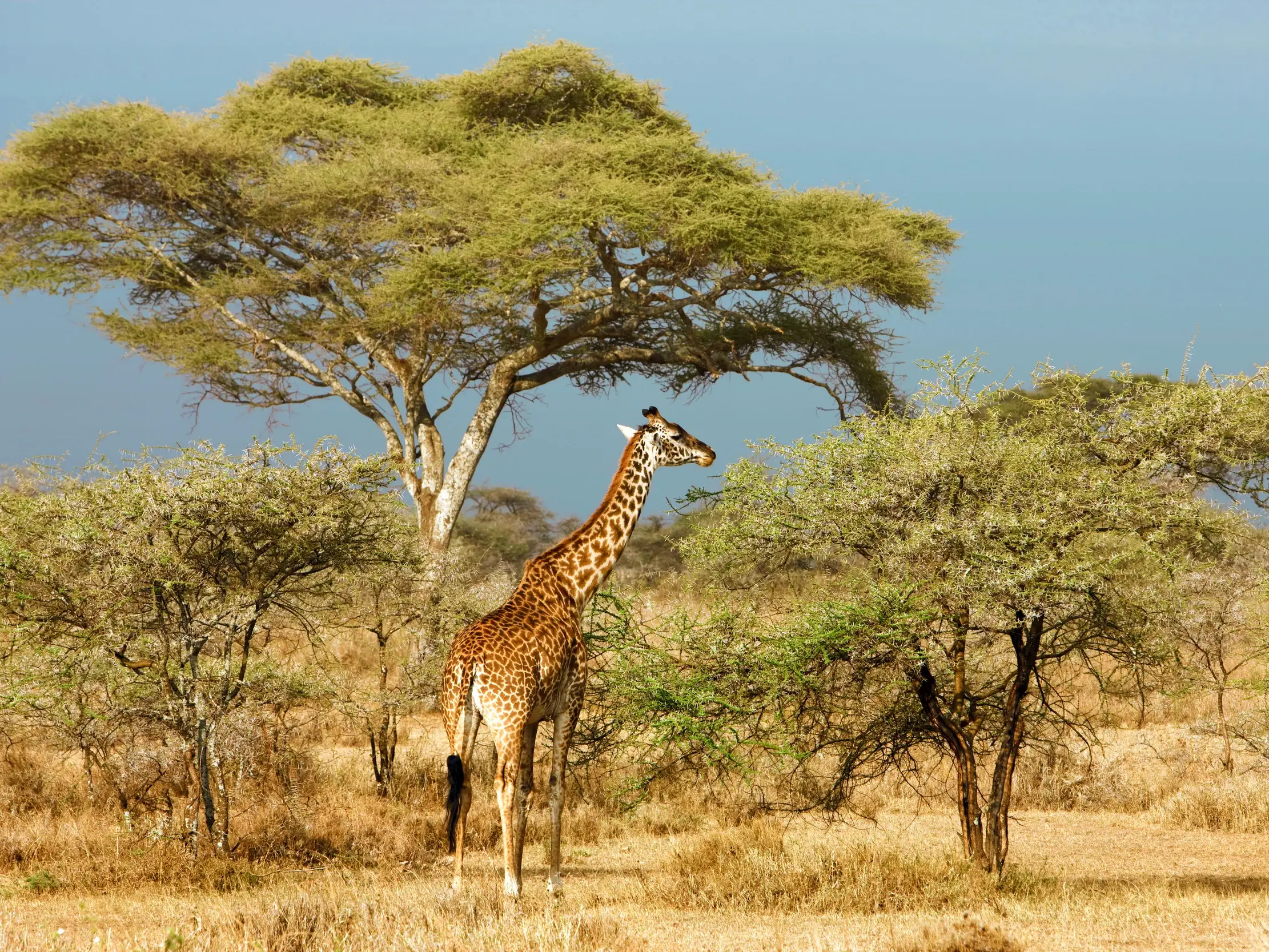 Eine Giraffe steht zwischen Akazienbäumen in der Savanne des Serengeti-Nationalparks in Tansania.