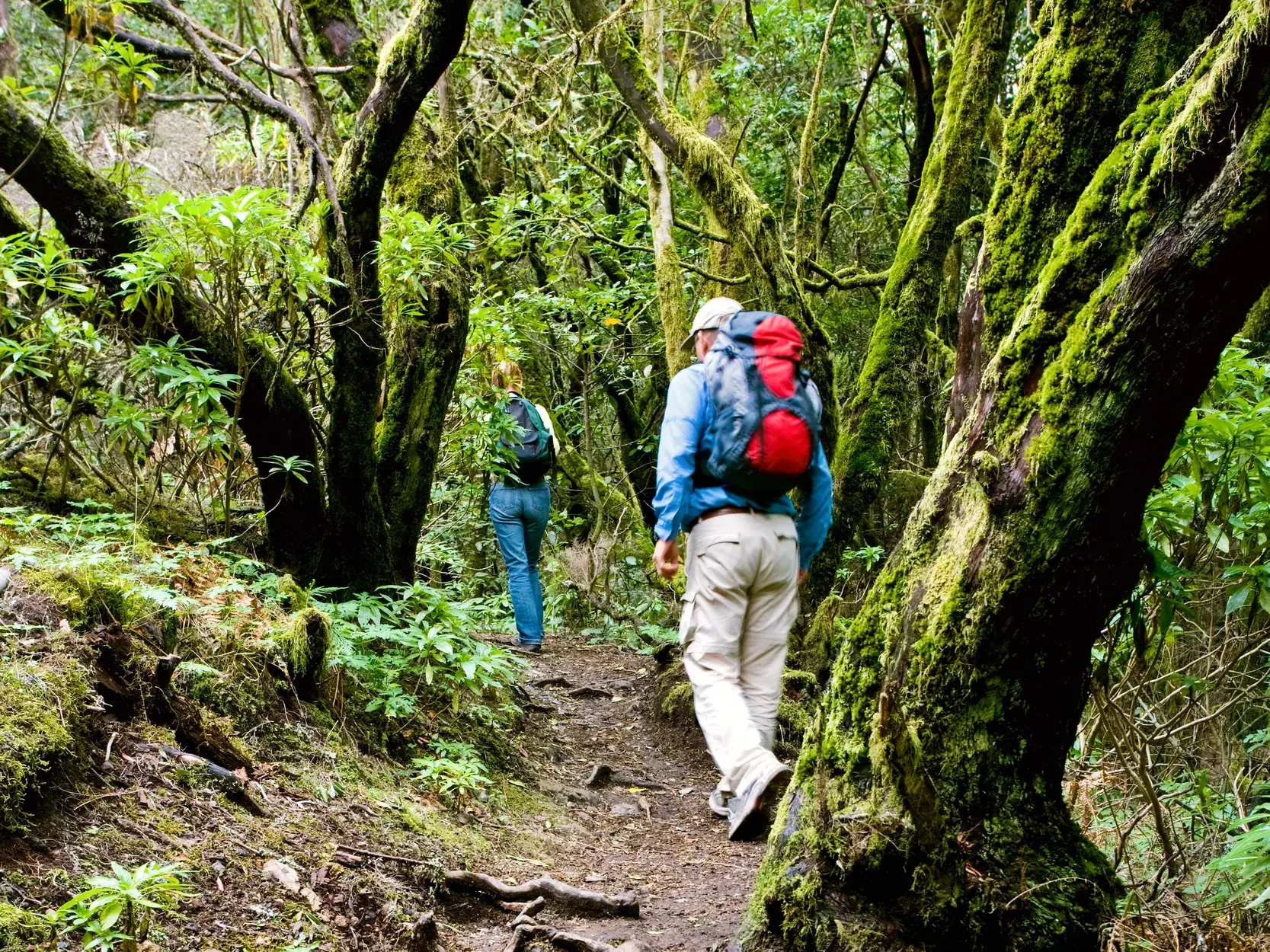 Wanderer einer Gruppenreise steigen über moosige Baumwurzeln auf einem Pfad im Nationalpark Garajonay auf La Gomera.