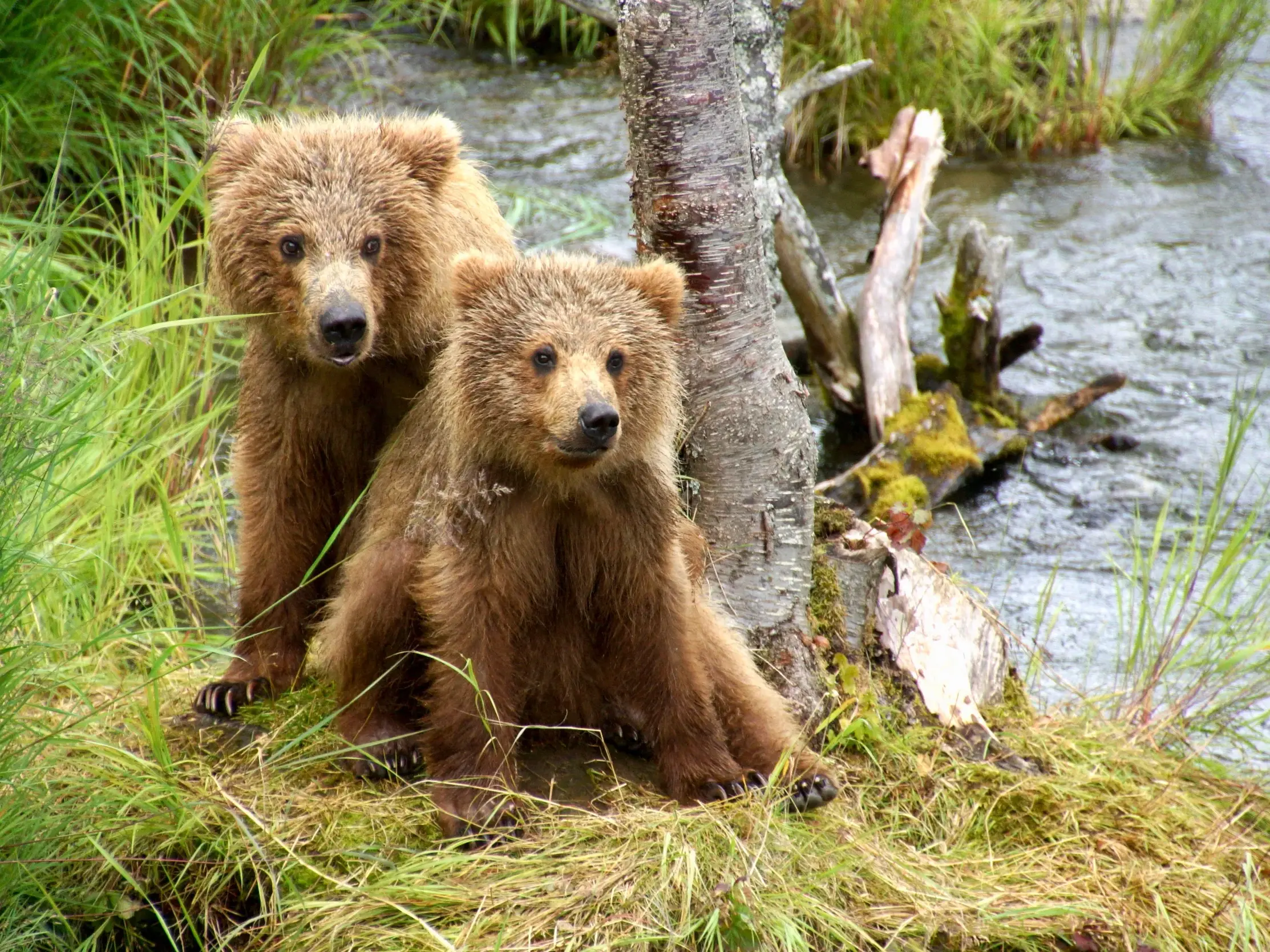 Zwei junge Braunbären sitzen am grasbewachsenen Ufer eines Flusses im Katmai Nationalpark in Alaska und blicken neugierig.