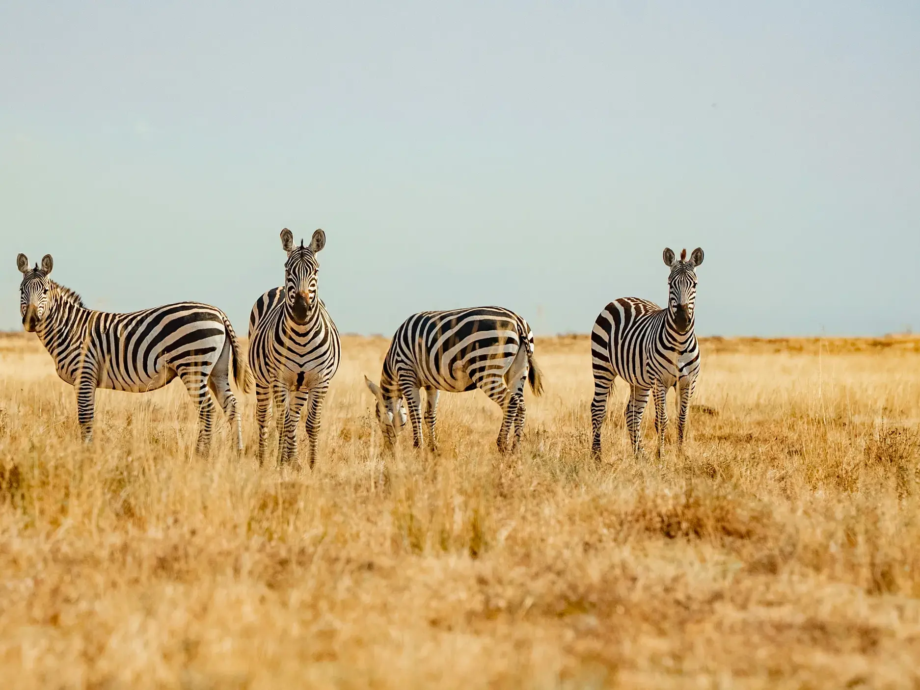 Eine kleine Zebraherde während einer Safari-Tierbeobachtung in der weiten Steppe des Ngorongoro-Nationalparks in Tansania.