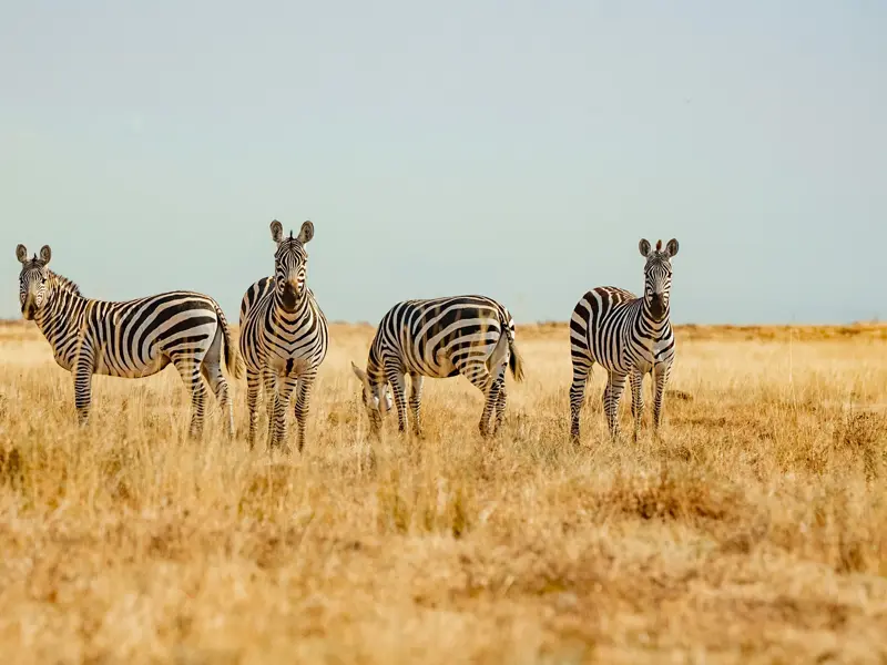 Eine kleine Zebraherde während einer Safari-Tierbeobachtung in der weiten Steppe des Ngorongoro-Nationalparks in Tansania.