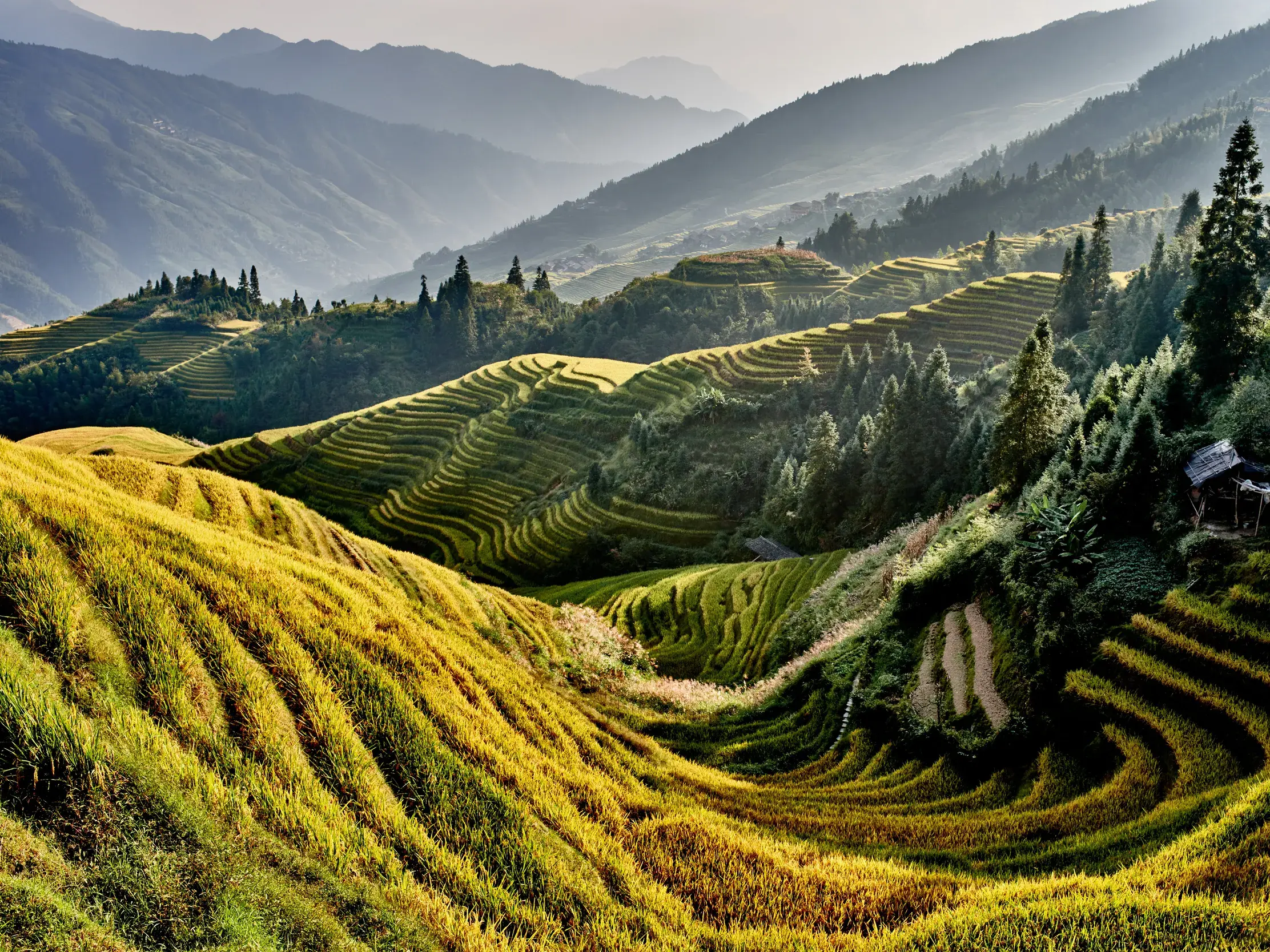 Weitläufiger Blick über die golden leuchtenden Reisterrassen von Longji in Chinas Provinz Guangxi bei einer Wanderung.