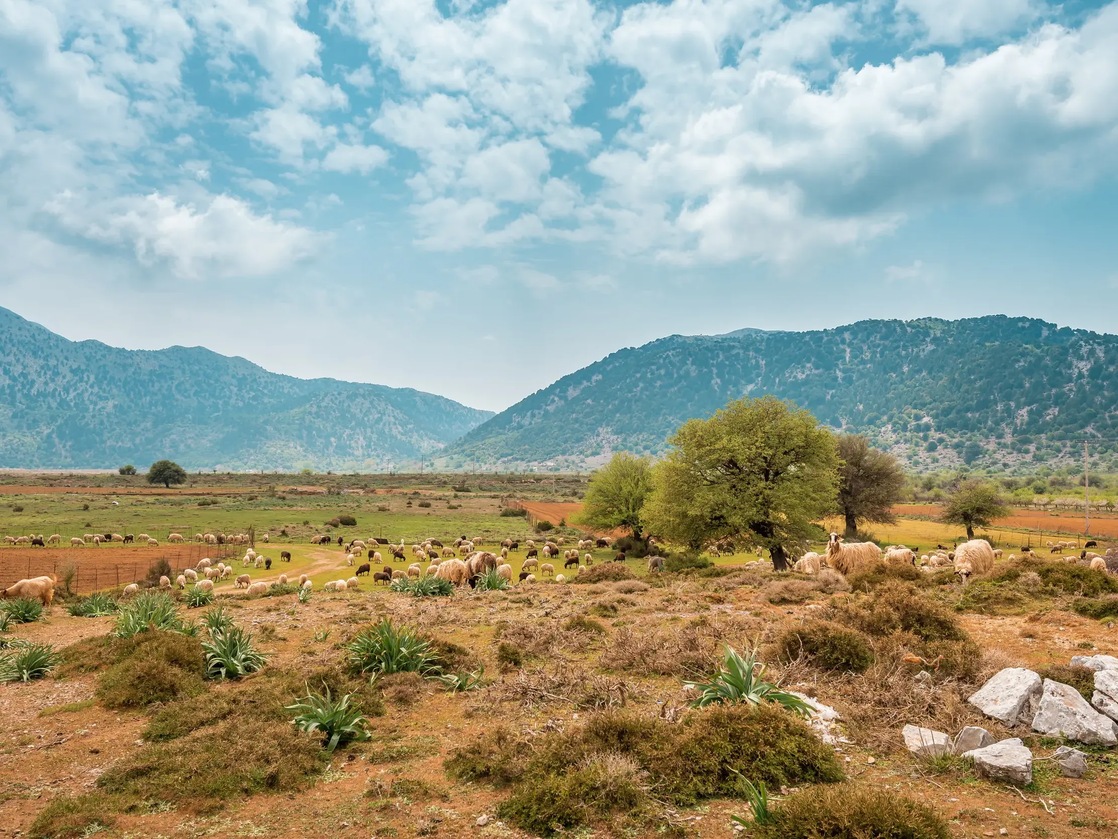 Eine große Schafherde grast auf der fruchtbaren Omalos-Hochebene auf Kreta, im Hintergrund erheben sich die Lefka Ori.