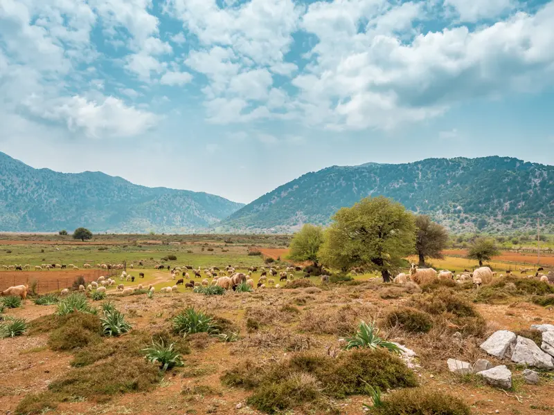 Eine große Schafherde grast auf der fruchtbaren Omalos-Hochebene auf Kreta, im Hintergrund erheben sich die Lefka Ori.