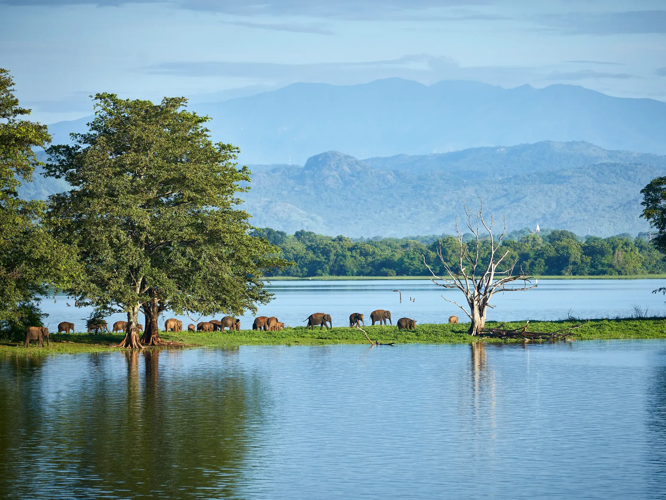 Eine große Elefantenherde grast am grünen Ufer eines Sees im Uda-Walawe-Nationalpark vor einer nebligen Bergkulisse.