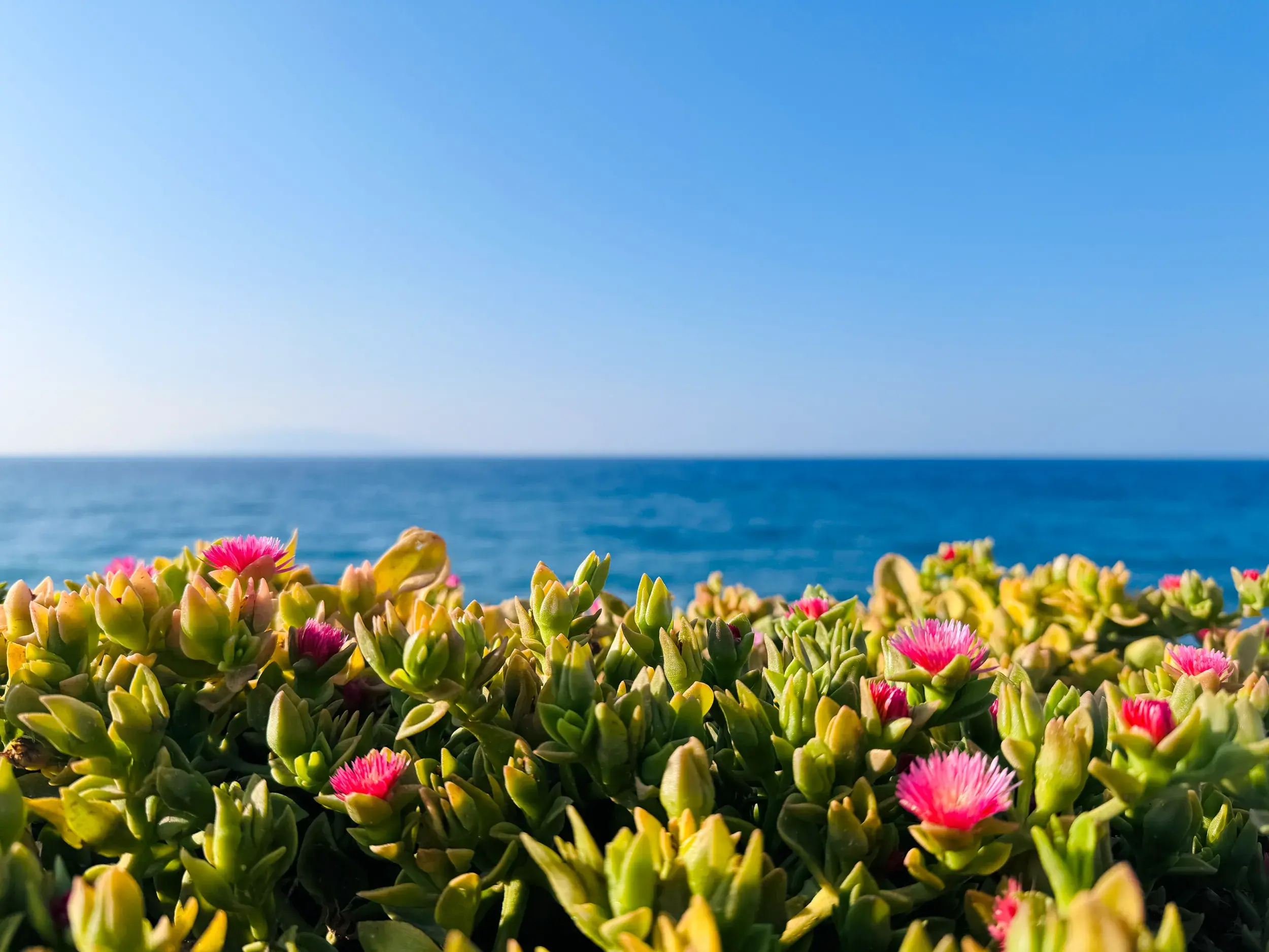Pink blühende Mittagsblumen an der Küste einer Kykladen-Insel mit Blick auf die blaue Ägäis unter klarem Himmel.