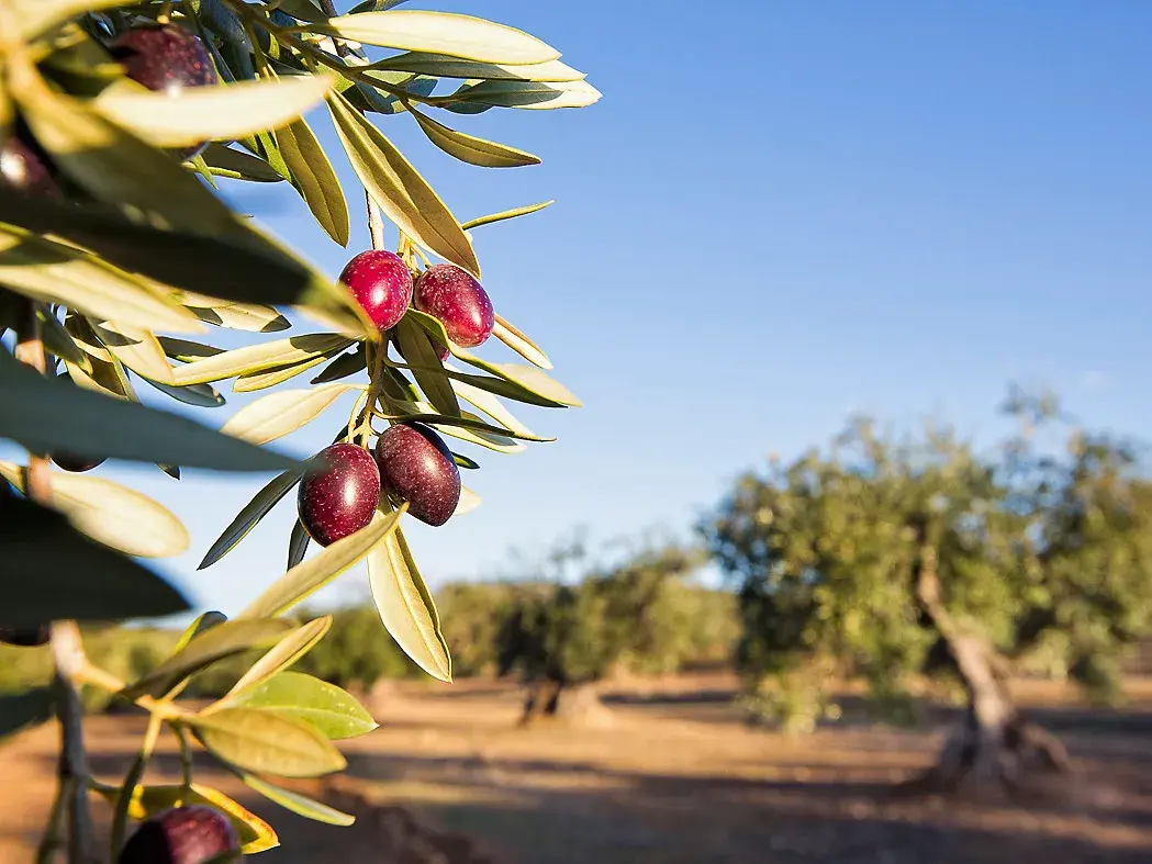Reife, dunkle Oliven an einem Zweig in einem jahrhundertealten Olivenhain in Spanien.