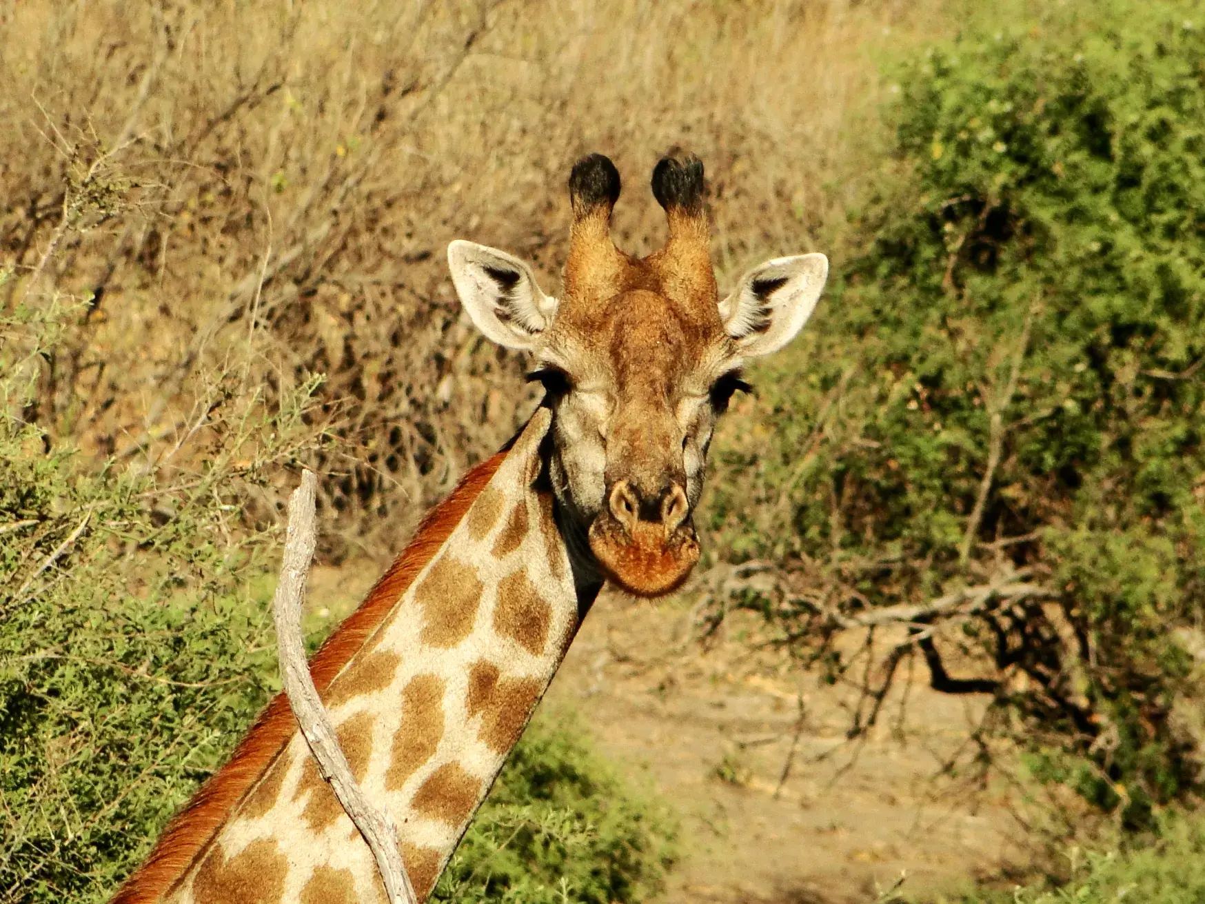 Nahaufnahme einer Giraffe in der Savanne, die auf einer Pirschfahrt im Krüger-Nationalpark neugierig in die Kamera schaut.