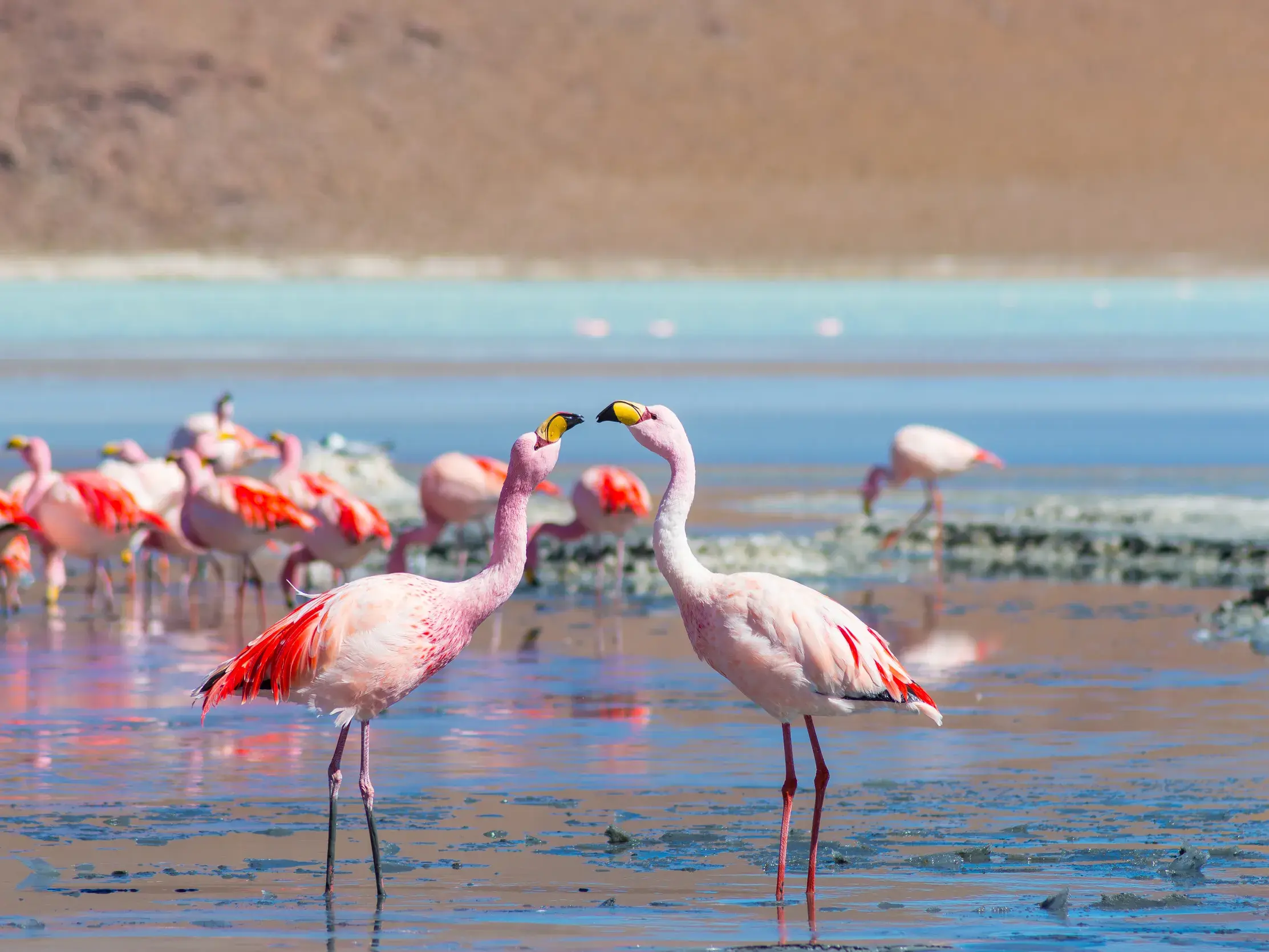 Zwei pinke Flamingos berühren ihre Schnäbel im Salar de Atacama in Chile, umgeben von einer Kolonie im türkisen Wasser.