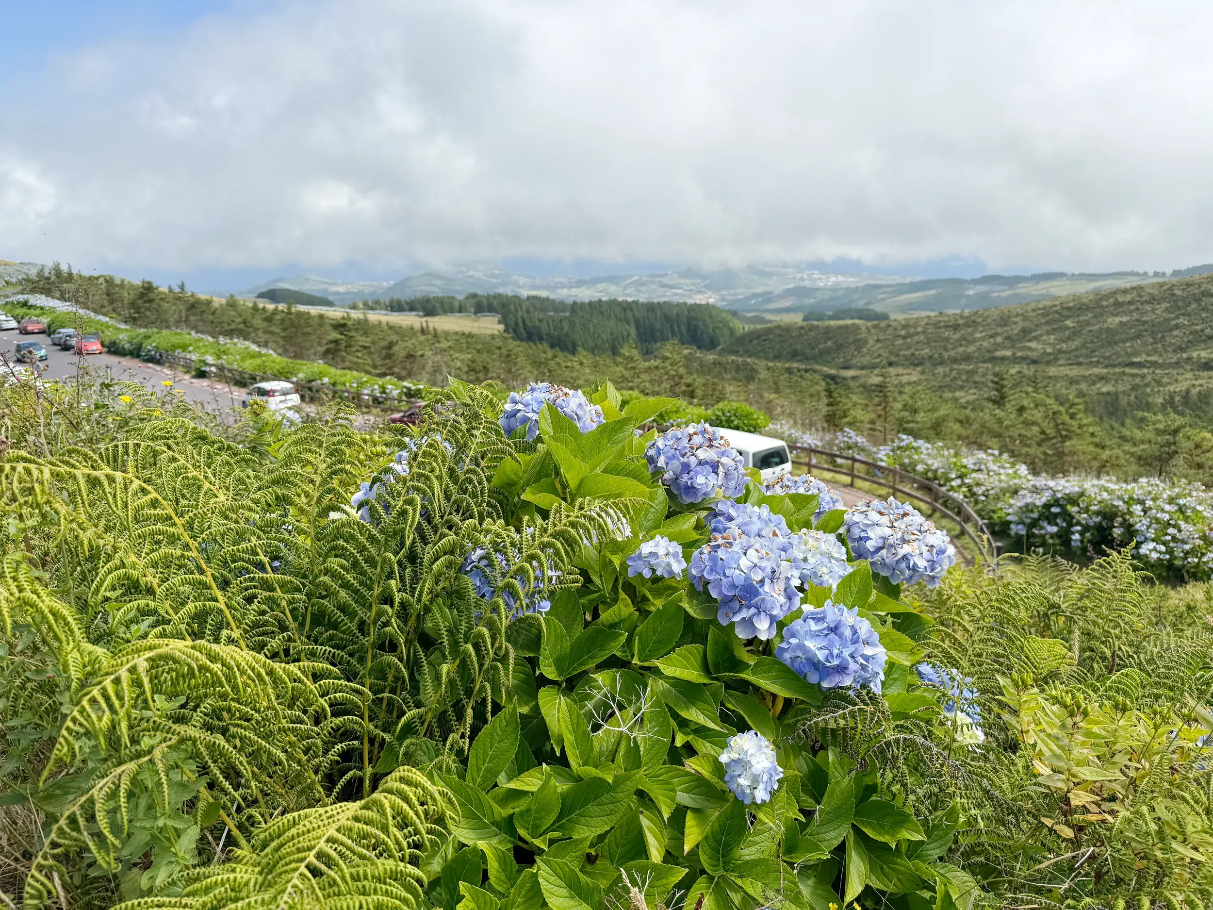Blaue Hortensienblüten am Rande einer Straße mit Panoramablick über die grüne Vulkanlandschaft von Sete Cidades auf Sao Miguel.