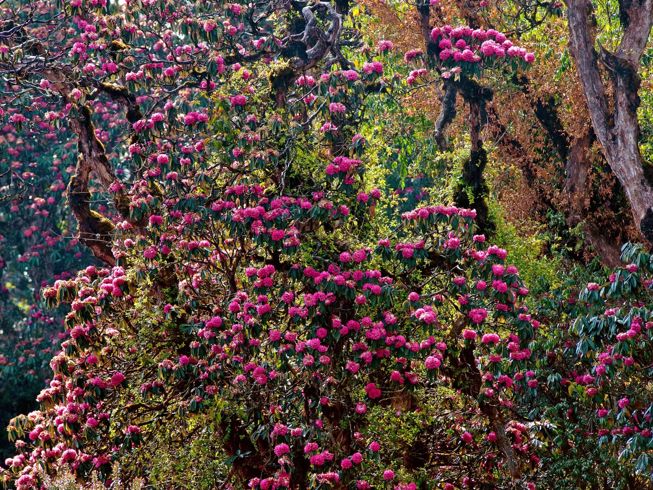 Leuchtend pinke Rhododendronblüten an knorrigen Bäumen in einem dichten Wald beim Trekking im Himalaya in Nepal.