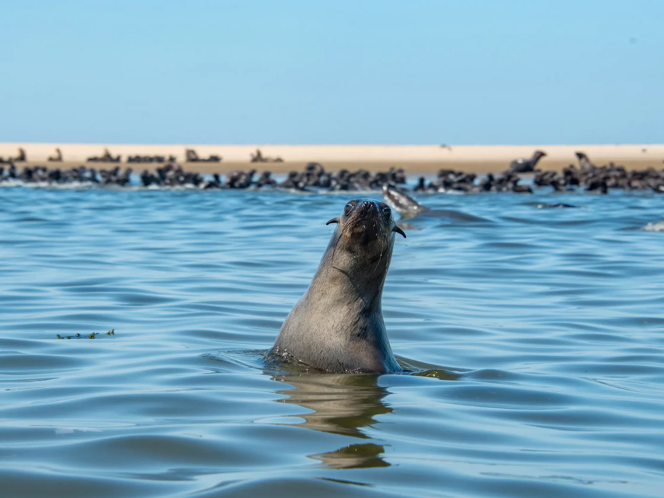 Ein neugieriger Seelöwe taucht vor einer großen Robbenkolonie am Strand aus dem Wasser auf, während einer Kajaktour in Walvis Bay.