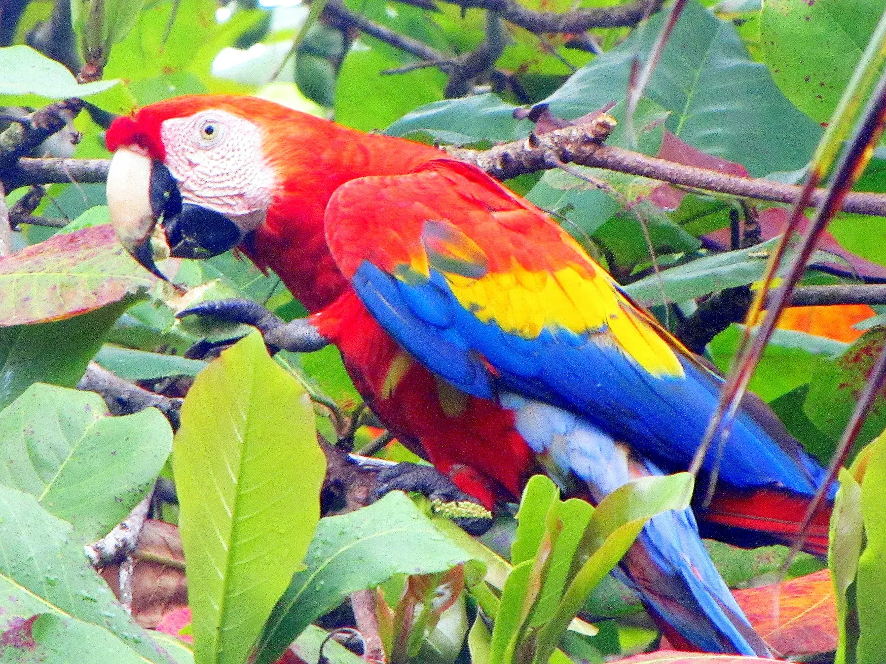 Farbenprächtiger Hellroter Ara mit blau-gelben Flügeln frisst auf einem Ast inmitten grüner Blätter in Costa Rica.