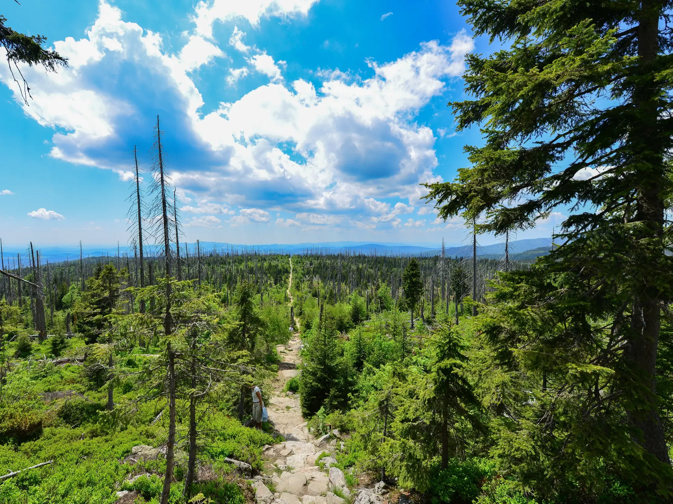 Ein steiniger Wanderweg führt über einen Bergrücken mit weiter Fernsicht auf eine endlose Nadelwaldlandschaft unter blauem Himmel.