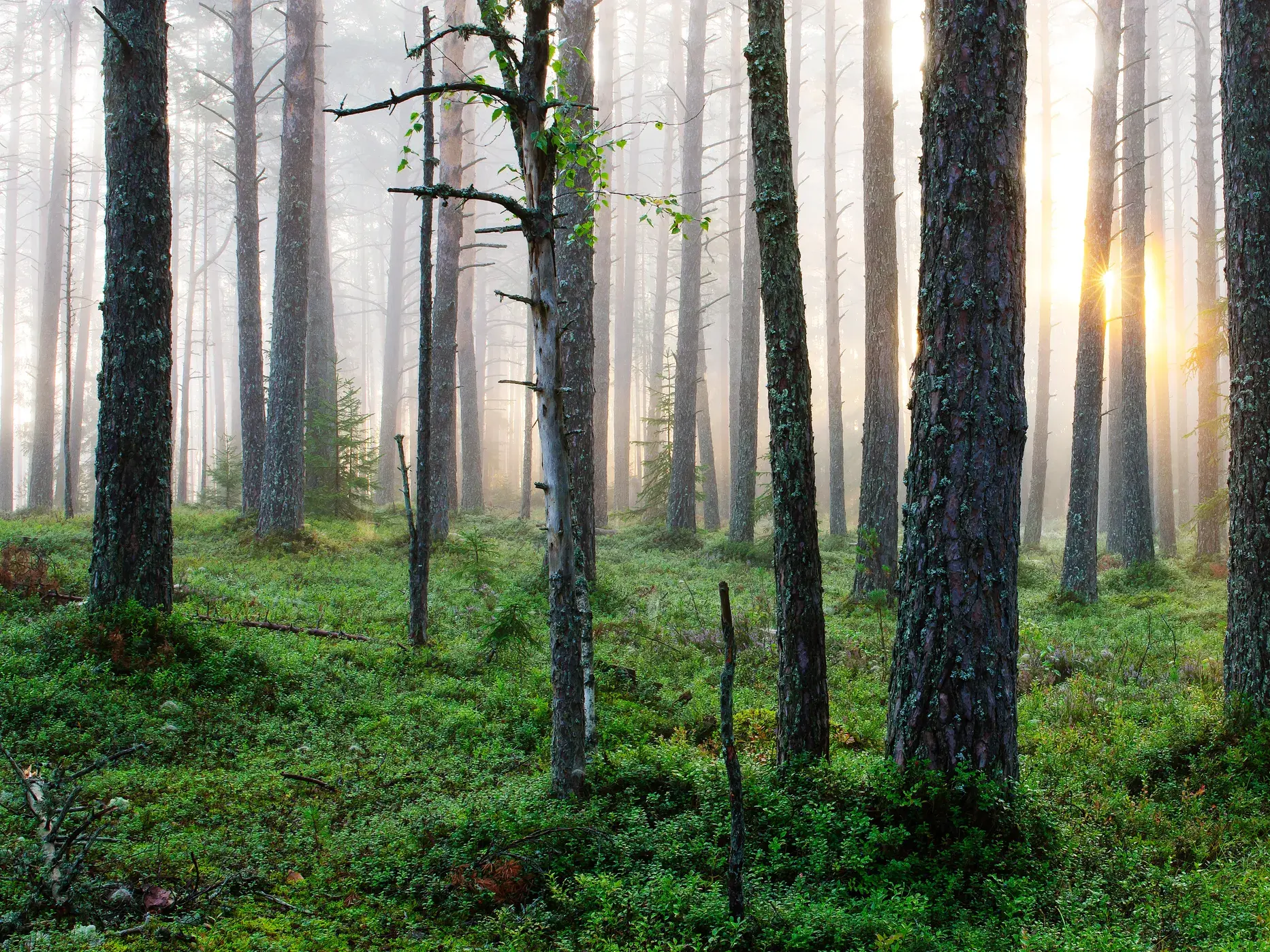 Mystische Morgenstimmung im Nuuksio-Nationalpark: Die aufgehende Sonne scheint durch den Nebel zwischen hohen Kiefernbäumen.