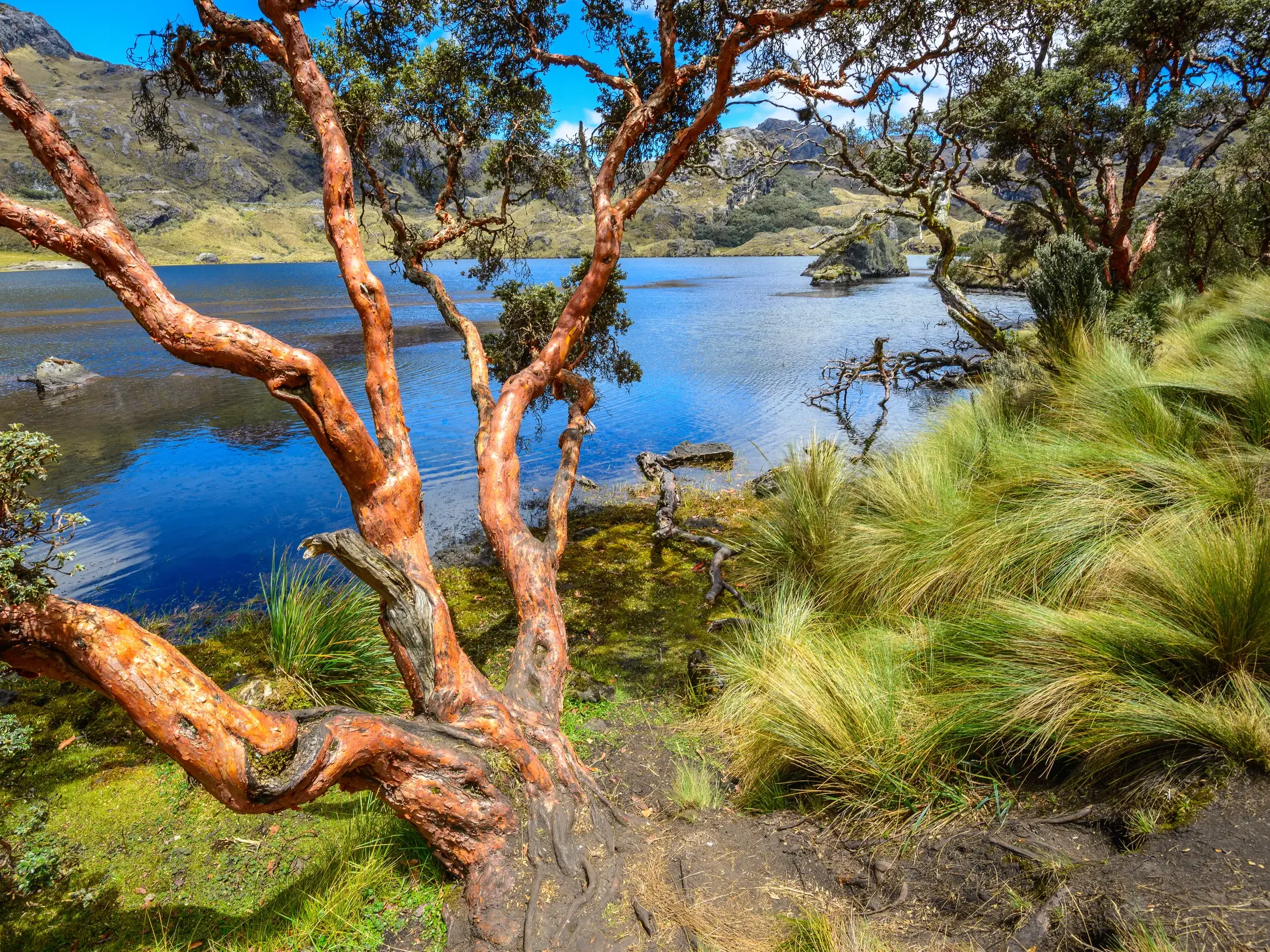 Ein knorriger Papierbaum mit roter Rinde am Ufer der blauen Lagune La Toreadora im Cajas-Nationalpark in Ecuador.