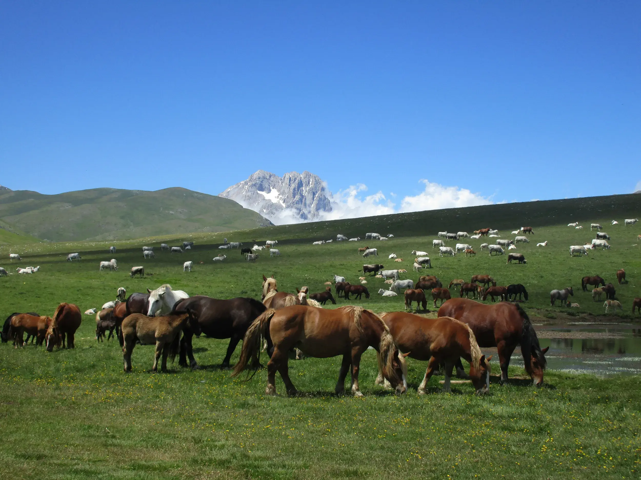 Eine Herde Pferde und Rinder grast auf einer grünen Weide auf der Hochebene Campo Imperatore mit Blick auf den Gran Sasso.
