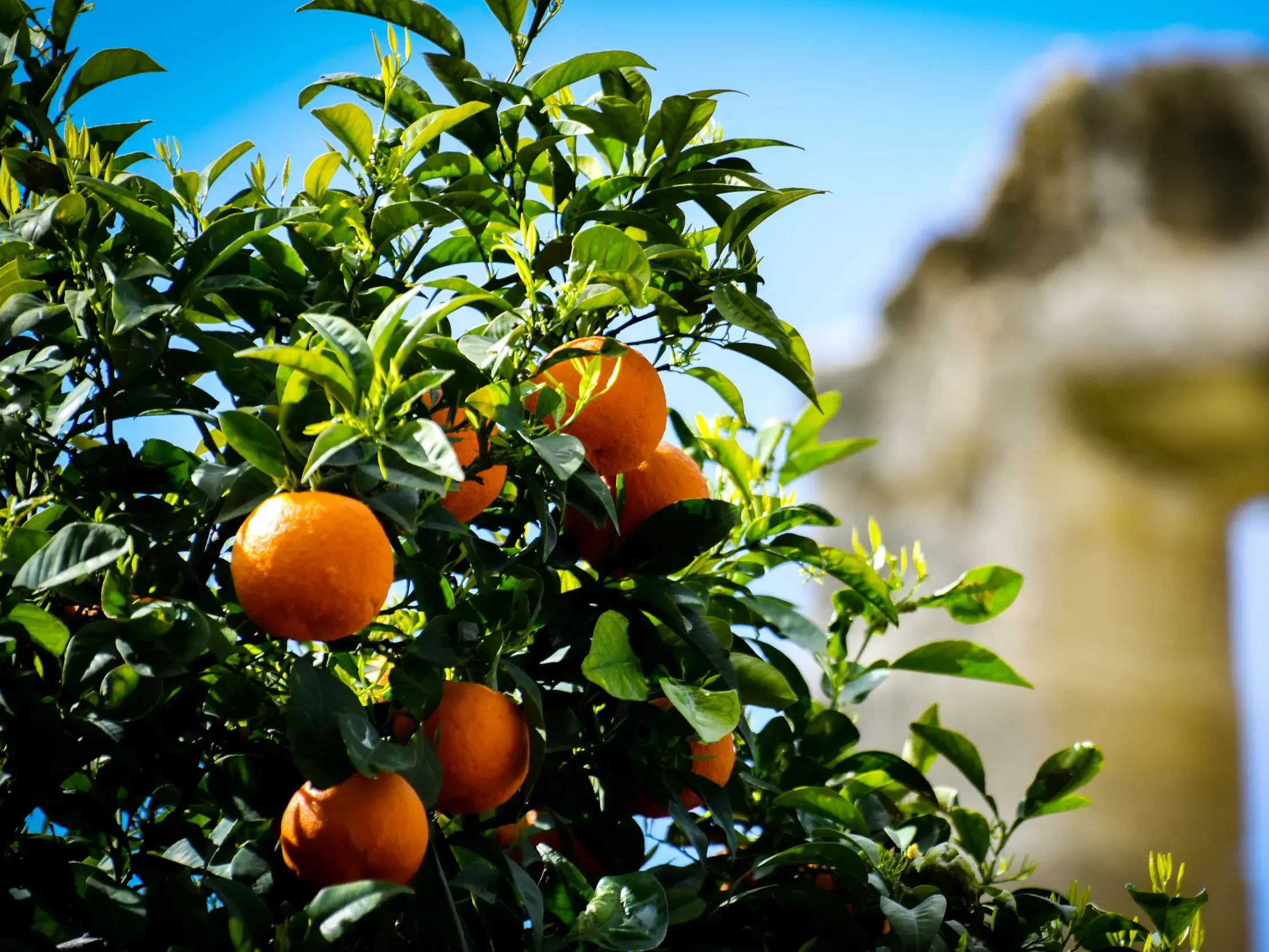 Ein sonniger Tag auf Zypern: Reife Orangen an einem grünen Baum vor der malerischen Ruine der Abtei Bellapais.