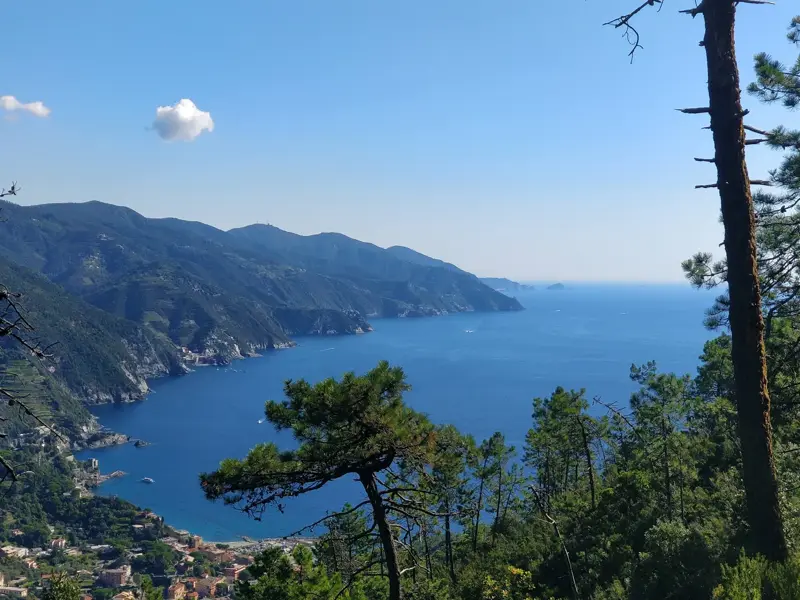 Spektakulärer Ausblick beim Wandern in der Cinque Terre über Pinien auf die blaue Bucht und die ligurische Steilküste.