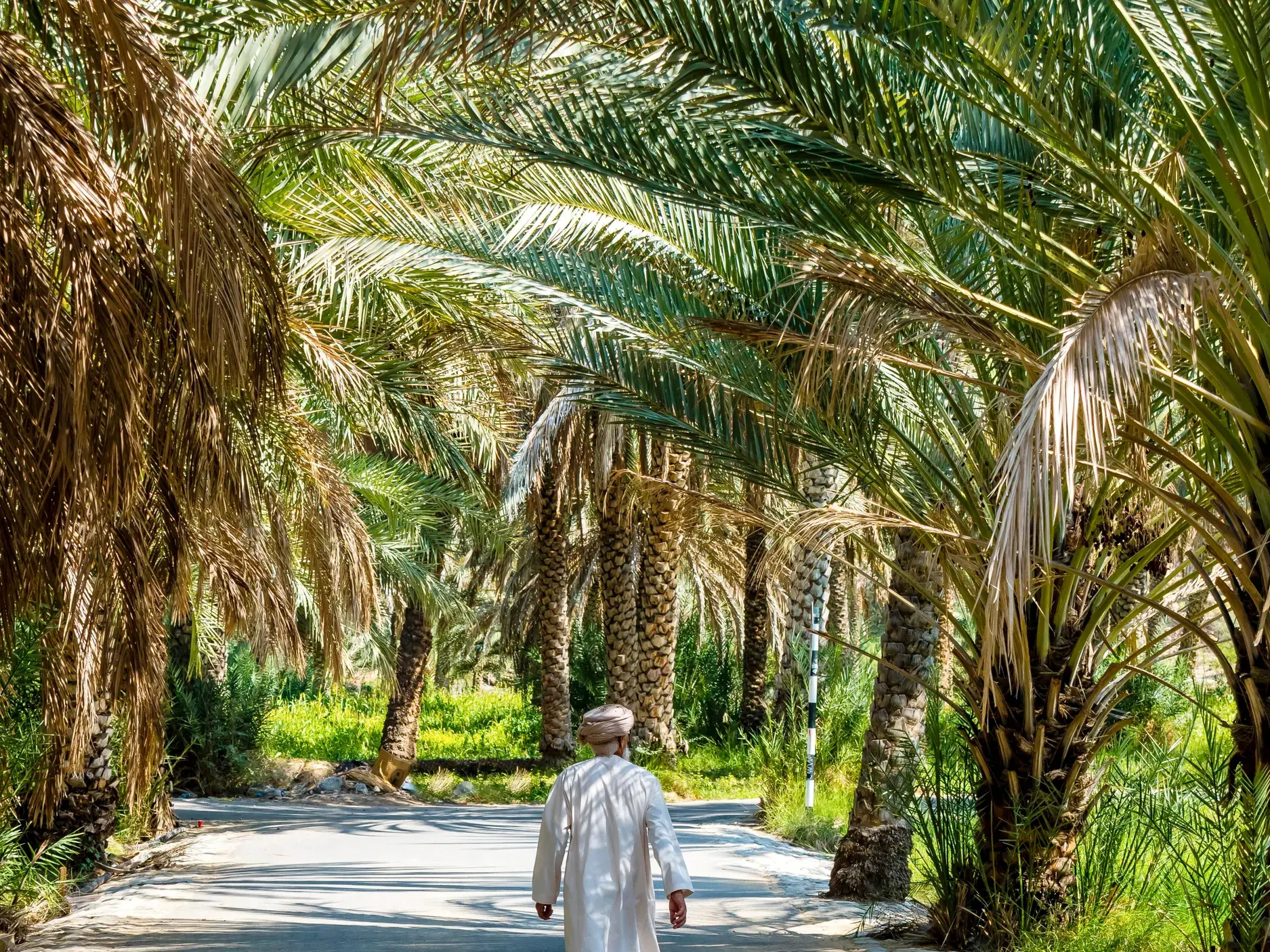 Ein Mann in traditioneller omanischer Kleidung spaziert auf einem Weg durch einen üppigen Palmenhain in einer Oase im Oman.