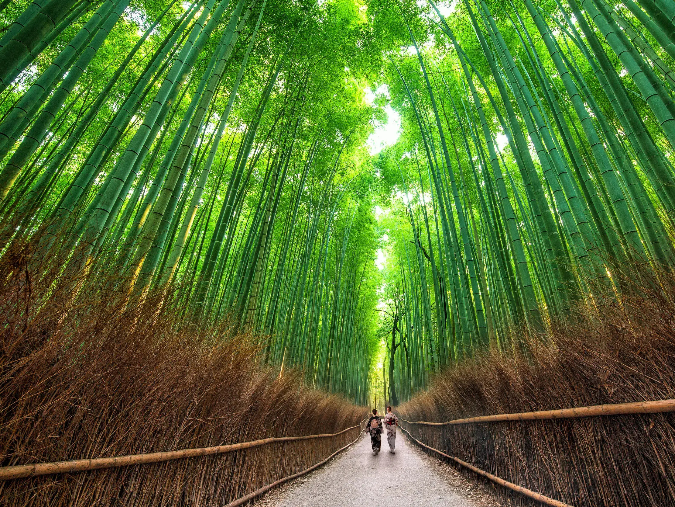 Zwei Reisende spazieren auf einem Pfad durch den berühmten, hochgewachsenen Bambuswald von Arashiyama in Kyoto.
