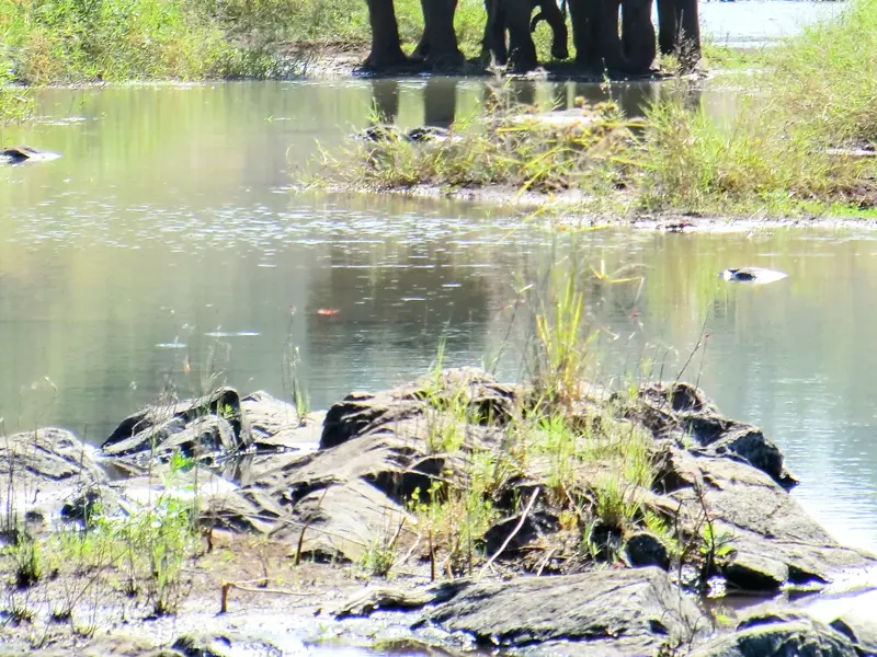 Mehrere Flusspferde ruhen im ruhigen Wasser zwischen schilfbewachsenen Felsen während einer Pirsch im Okavango Delta in Botswana.