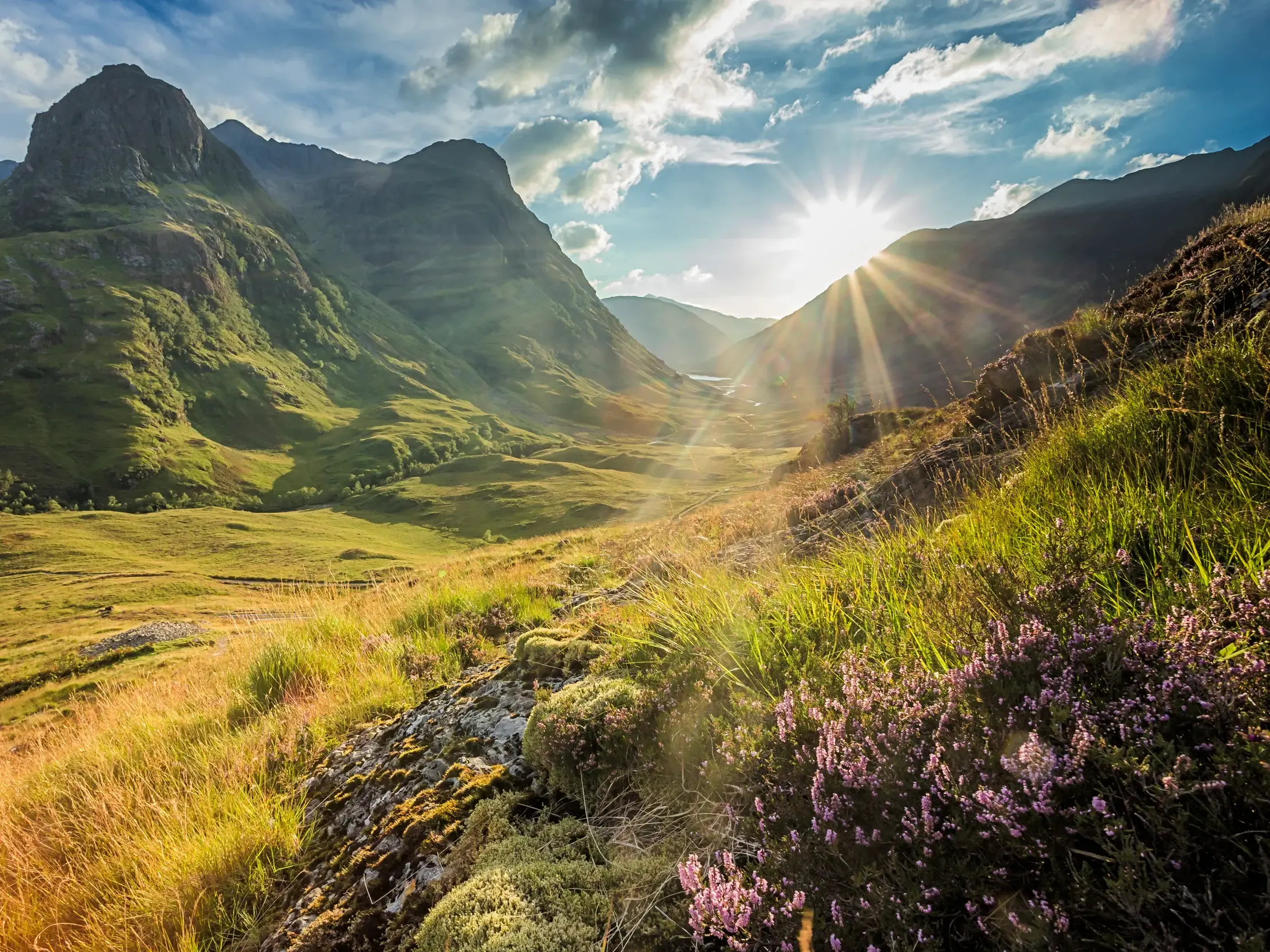 Abendsonne über den Three Sisters in Glencoe, Schottland, mit blühendem Heidekraut auf einer Wanderung durch die Highlands.