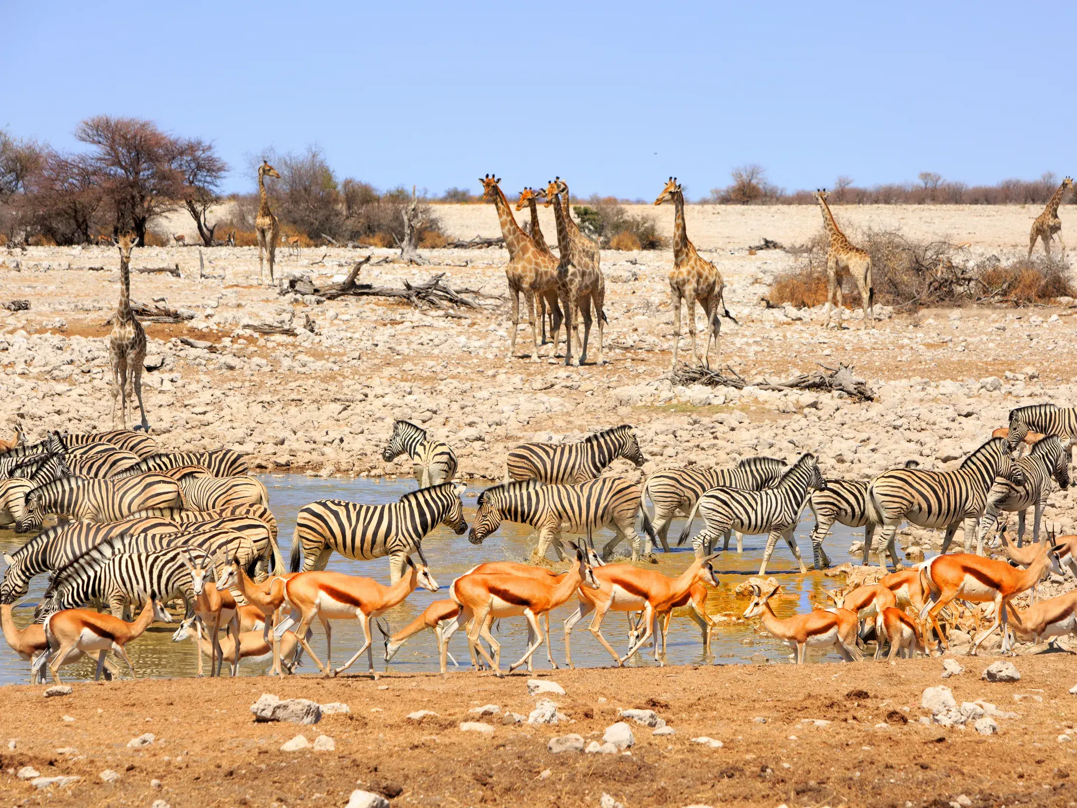 Tierparadies in Namibia: Zahlreiche Zebras, Springböcke und Giraffen versammeln sich an einem Wasserloch im Etoscha-Nationalpark.