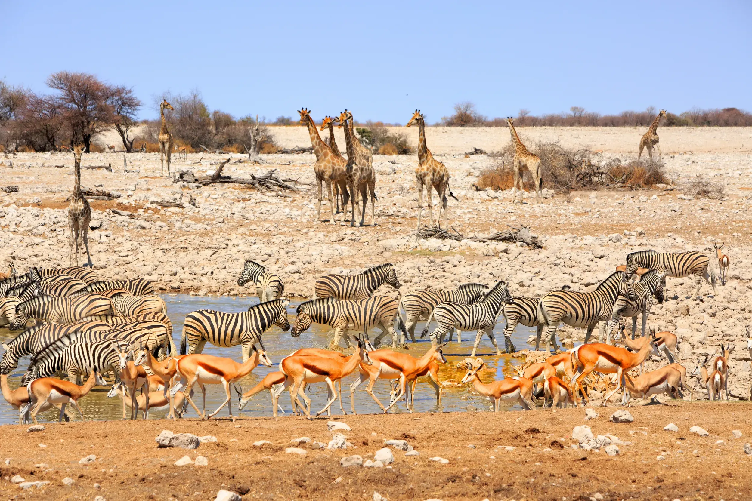 Tierparadies in Namibia: Zahlreiche Zebras, Springböcke und Giraffen versammeln sich an einem Wasserloch im Etoscha-Nationalpark.