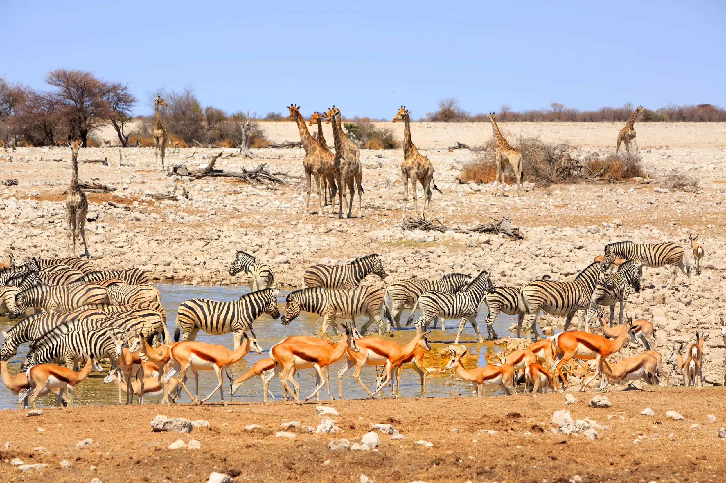 Tierparadies in Namibia: Zahlreiche Zebras, Springböcke und Giraffen versammeln sich an einem Wasserloch im Etoscha-Nationalpark.
