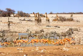 Tierparadies in Namibia: Zahlreiche Zebras, Springböcke und Giraffen versammeln sich an einem Wasserloch im Etoscha-Nationalpark.