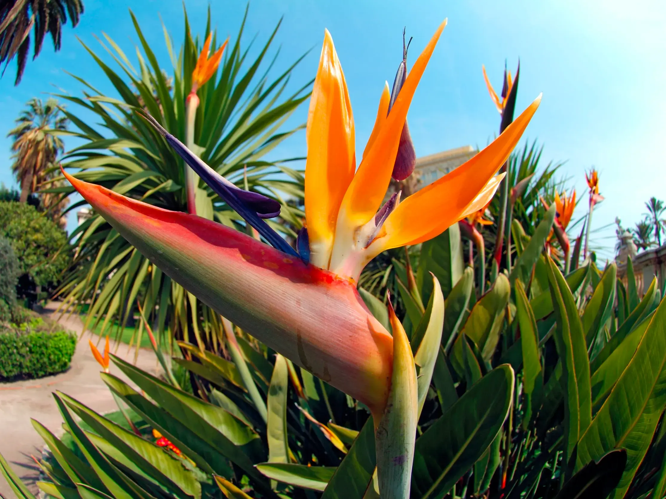 Nahaufnahme einer leuchtend orangen Strelitzie in einem üppigen Park in Funchal auf der Blumeninsel Madeira bei Sonnenschein.