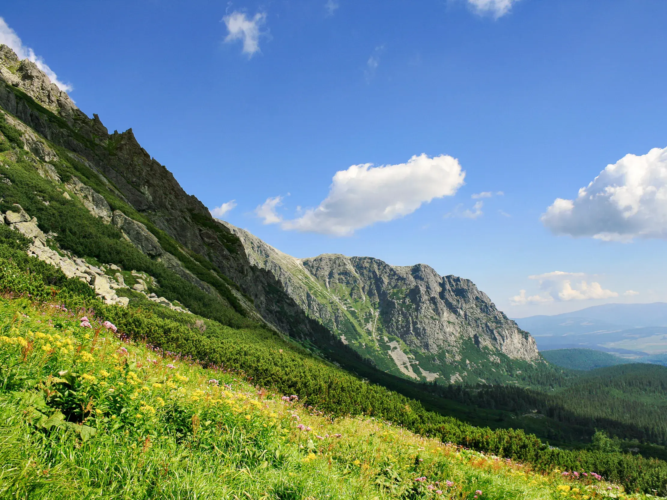 Sonnige Wanderung durch blühende Bergwiesen entlang steiler Felswände im Nationalpark Hohe Tatra in der Slowakei.
