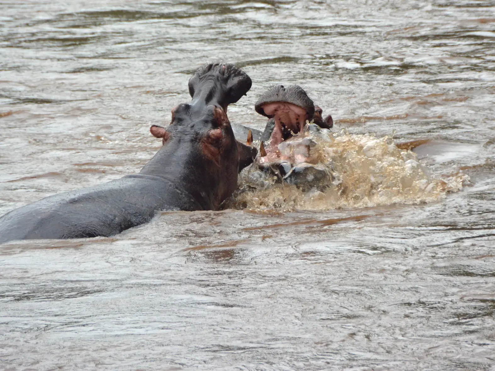 Zwei Flusspferde kämpfen mit weit aufgerissenen Mäulern im Kazinga-Kanal während einer Boots-Safari in Uganda.