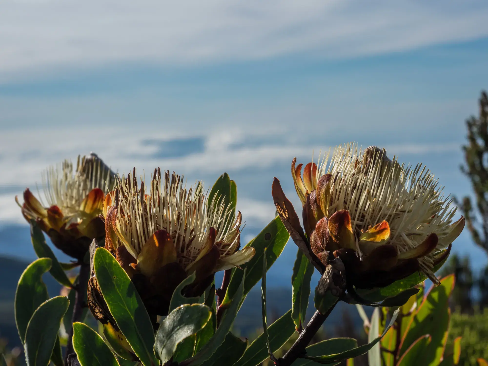 Nahaufnahme von blühenden Protea-Zuckerbüschen auf der Trekking-Tour am Kilimanjaro mit Blick auf das Wolkenmeer.