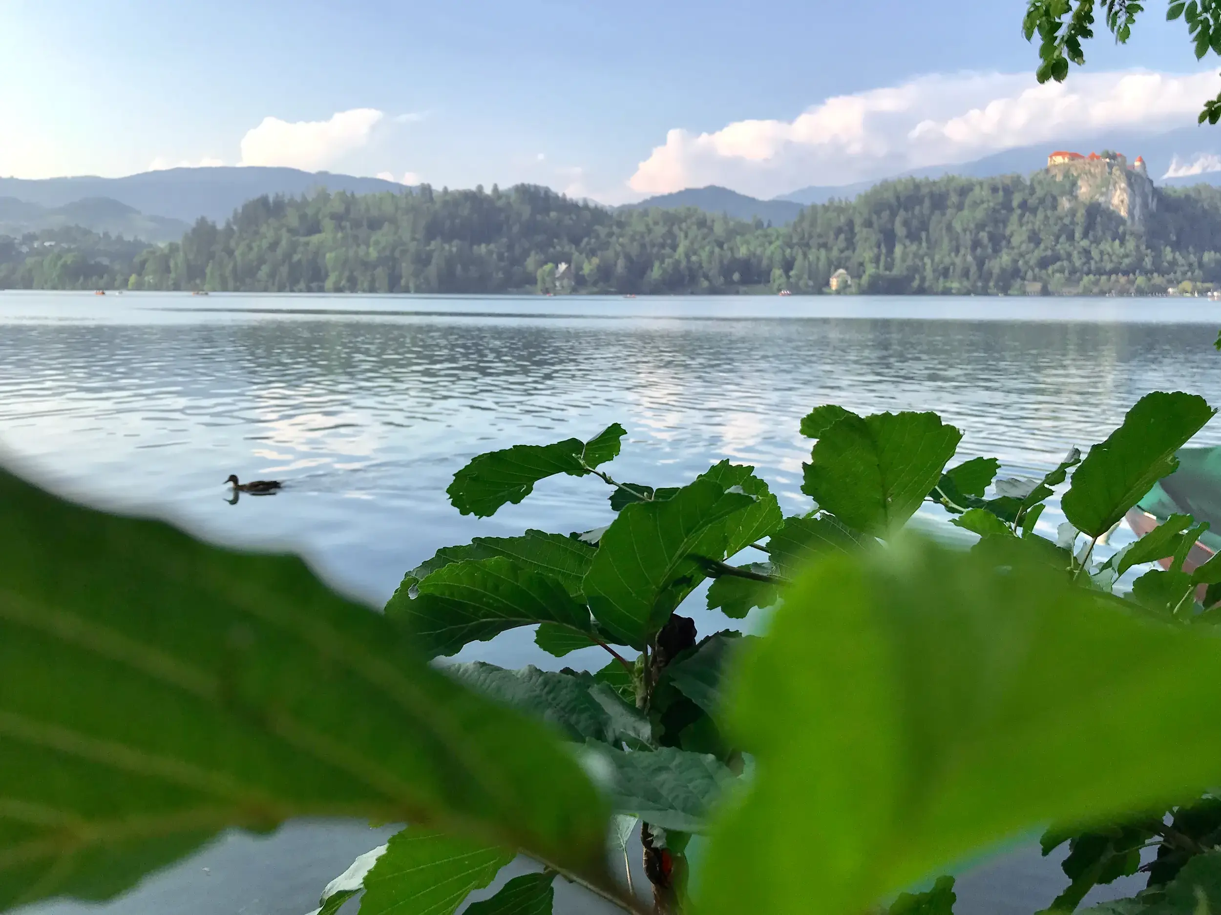 Blick durch grüne Blätter auf den Bleder See in Slowenien. Eine Ente schwimmt vor der Kulisse des Bleder Burgbergs.