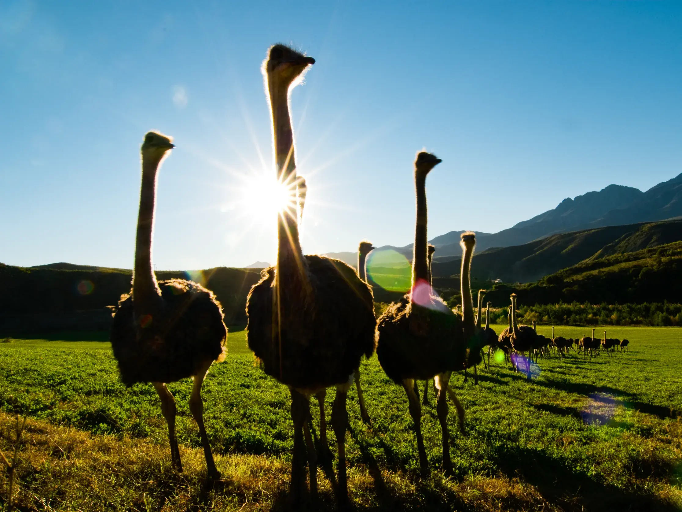 Eine Herde Strauße auf einer Farm bei Oudtshoorn im Gegenlicht vor der Bergkette der Kleinen Karoo in Südafrika.