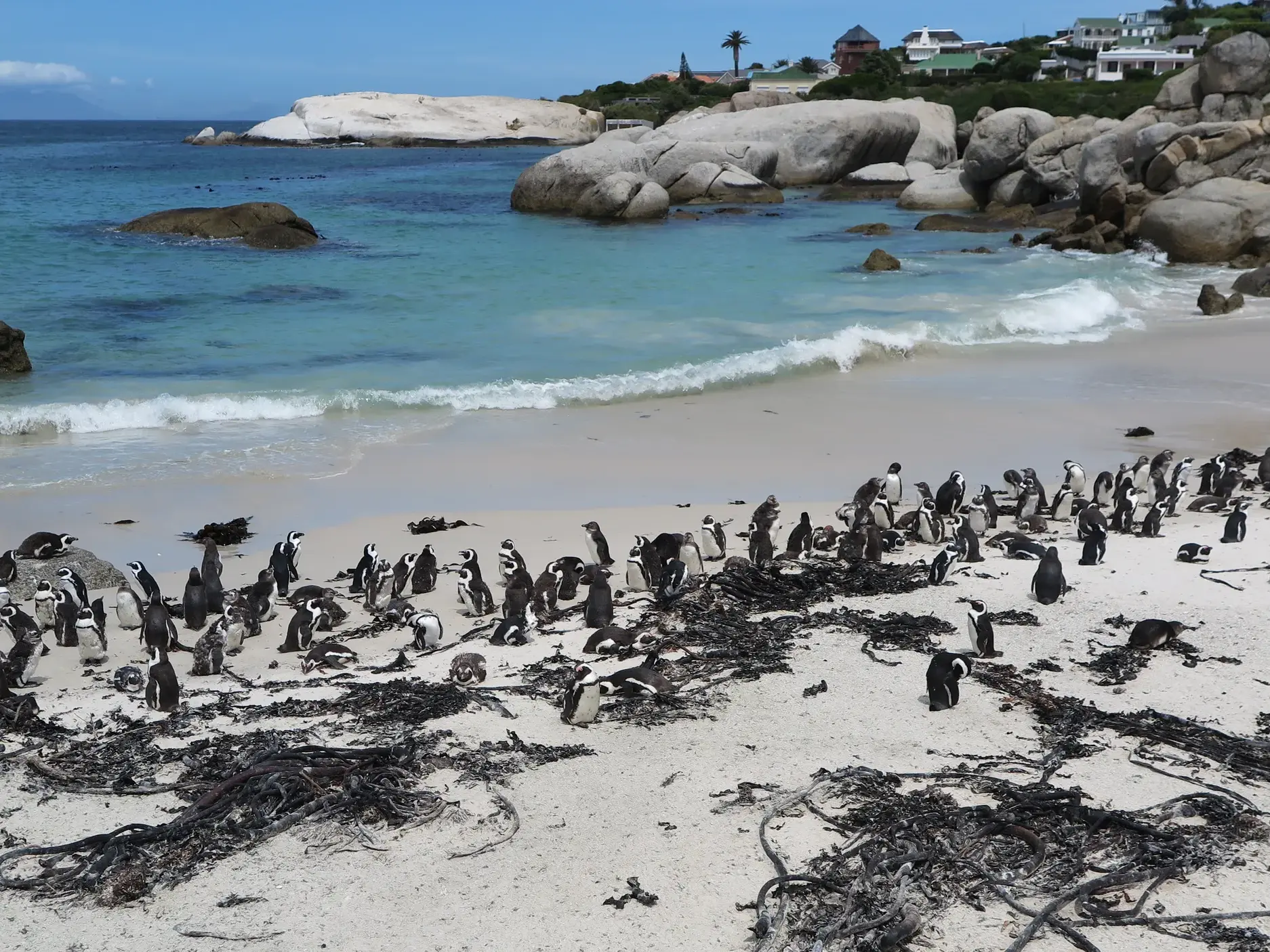 Große Kolonie von Brillenpinguinen am sonnigen Boulders Beach auf der Kaphalbinsel mit türkisfarbenem Ozean.