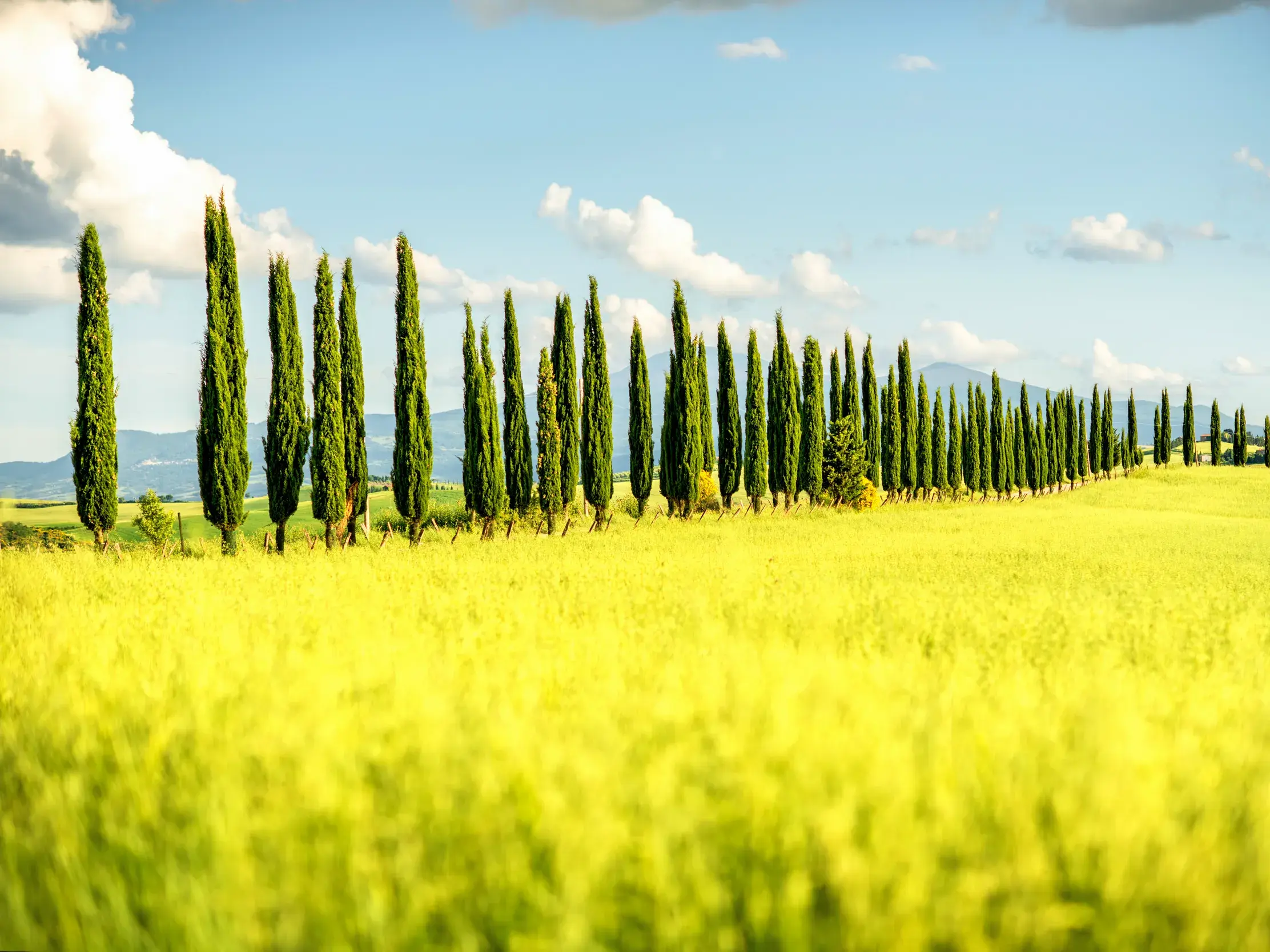 Eine markante Zypressenallee schlängelt sich durch ein leuchtend gelbes Feld in der Hügellandschaft des Orcia-Tals in der Toskana.