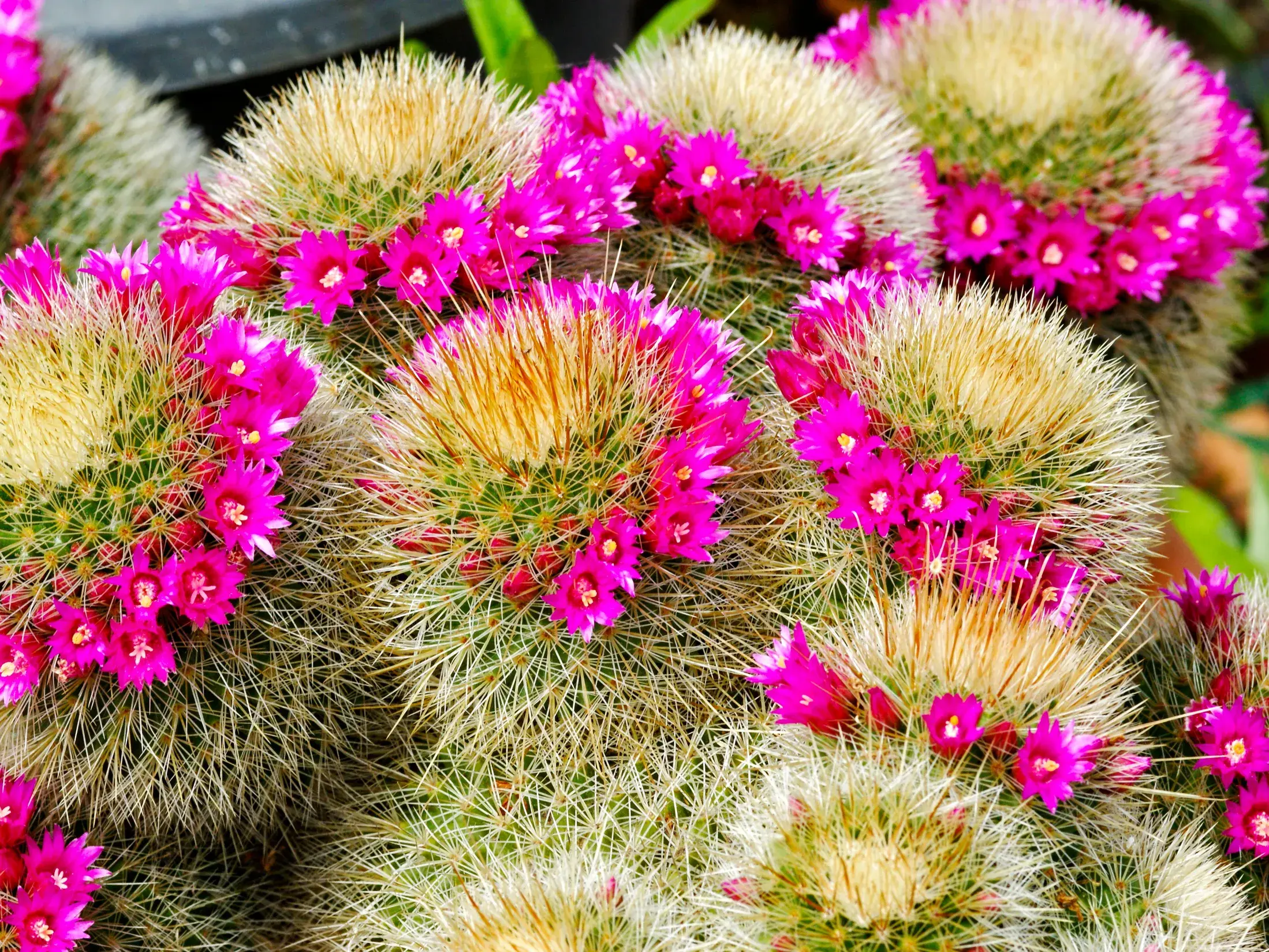 Kugelige Kakteen mit feinen Stacheln und einem Kranz aus leuchtend pinken Blüten, entdeckt auf der Wanderinsel La Gomera.